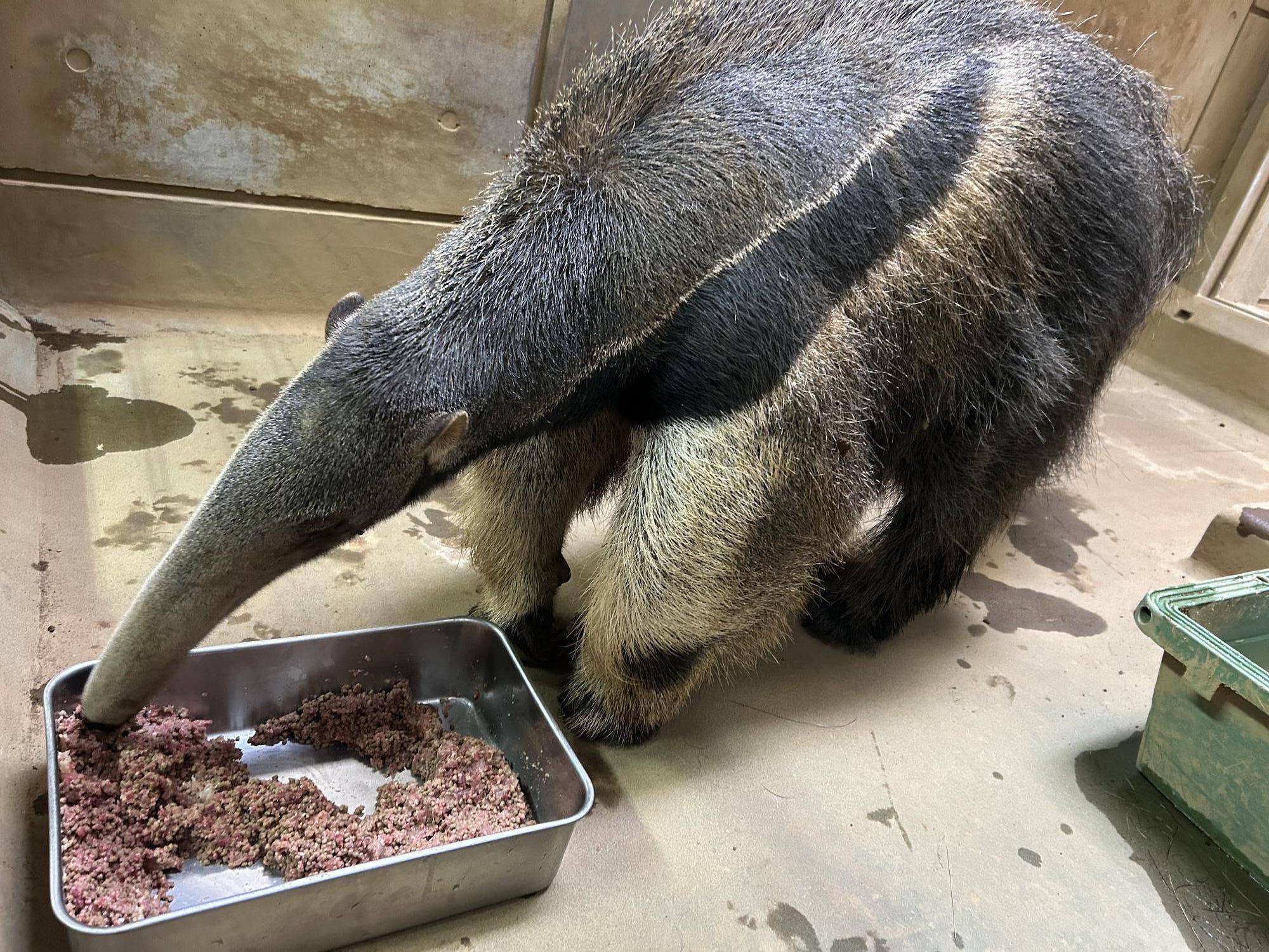 ２の餌を食べるアモ