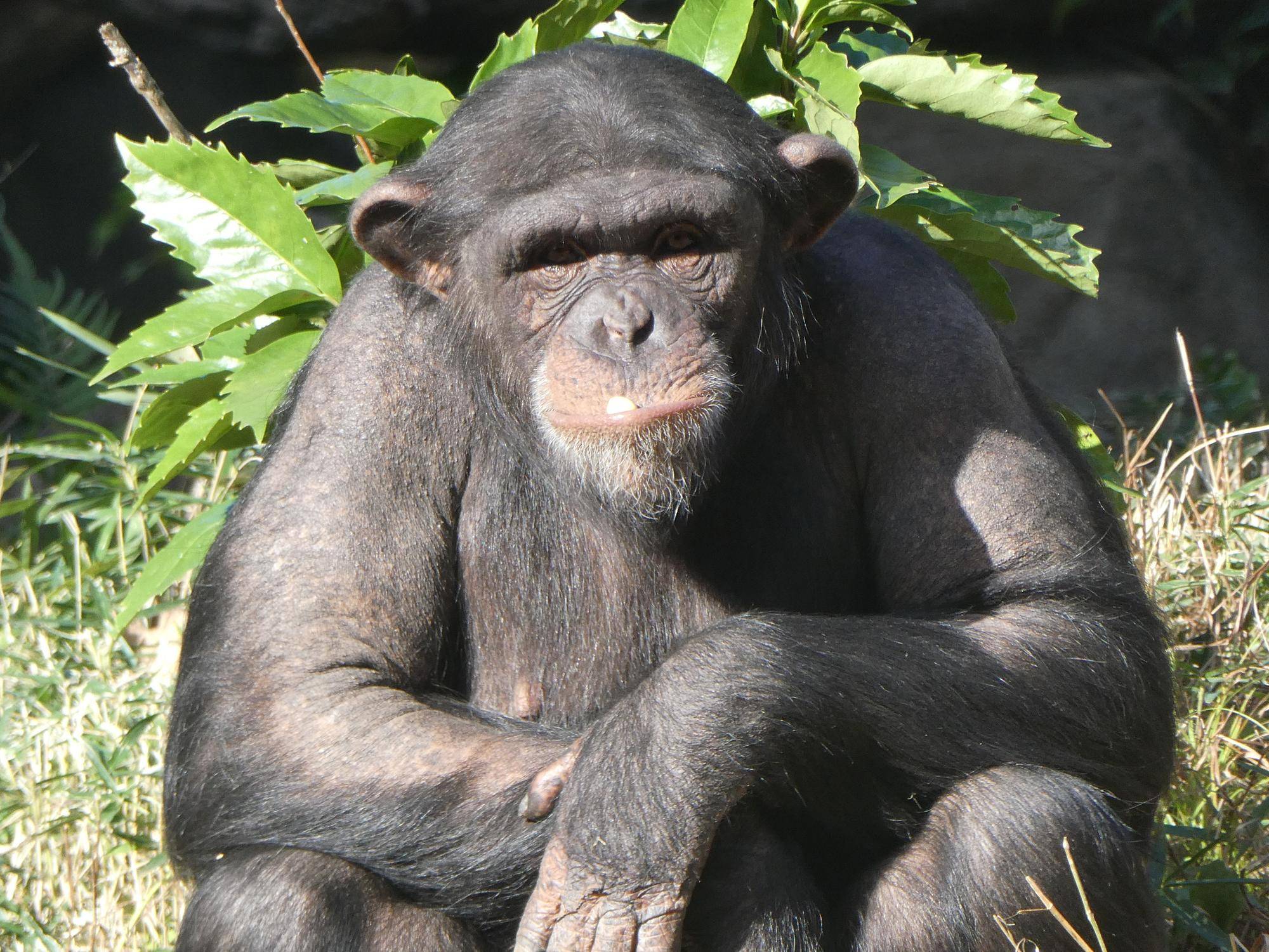 カメラ目線のチンパンジーのハル（メス）.jpg