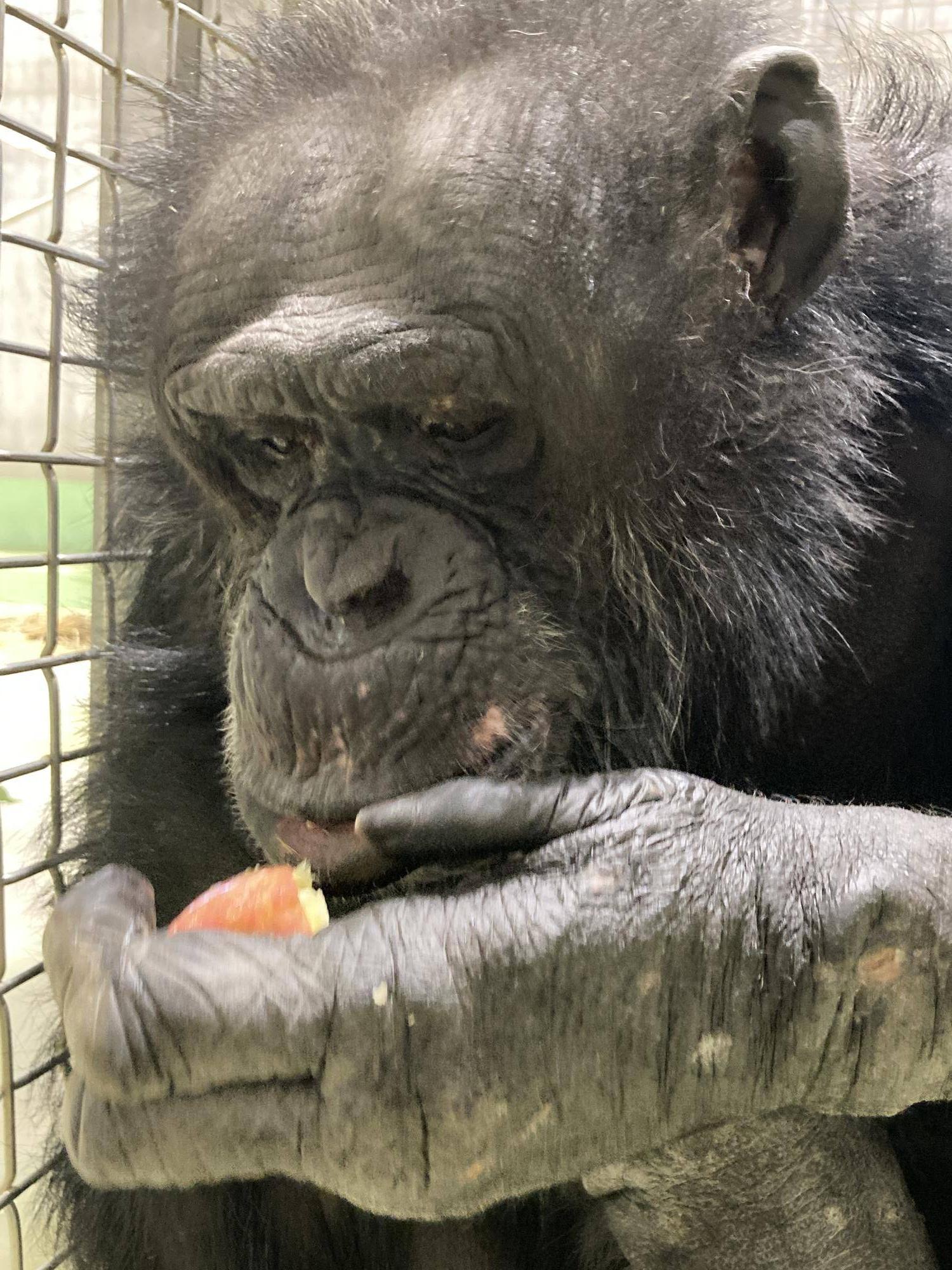 リンゴを食べるチンパンジーのカズヤ(メス).jpg