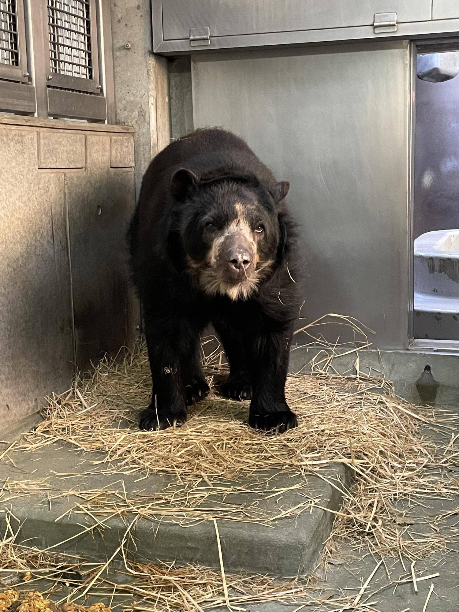 メガネ通信 ルイス27歳！🎂|飼育日誌｜ブログ|よこはま動物園