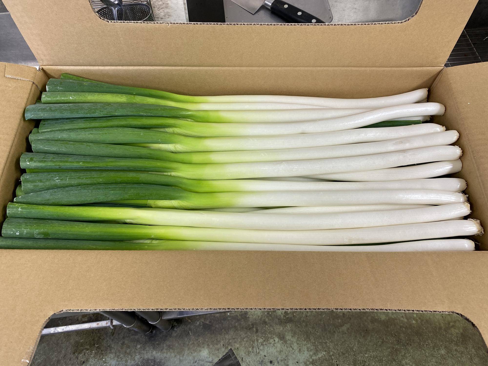 たくさんのネギ.jpg