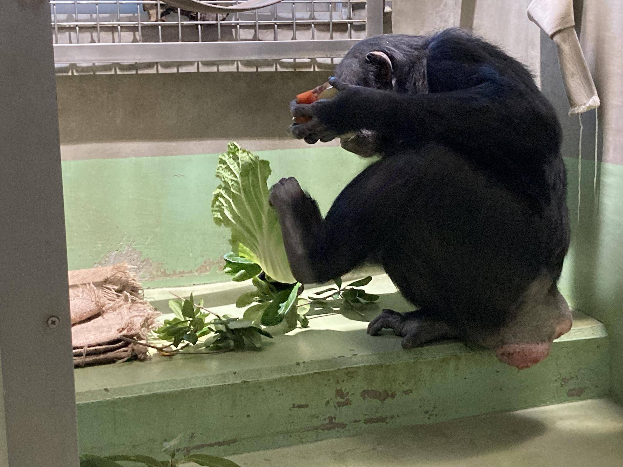 足で白菜を掴むゴウ.jpg