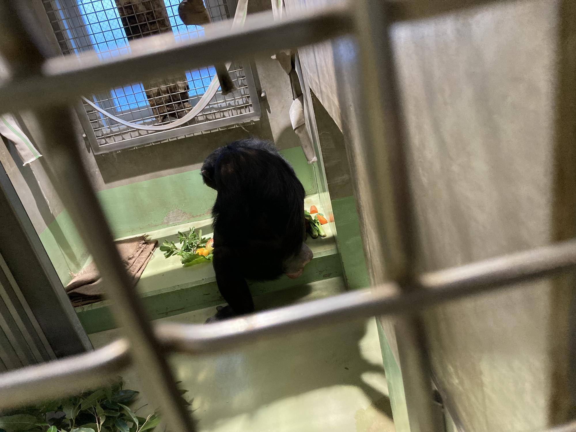餌を見つめるゴウ.jpg