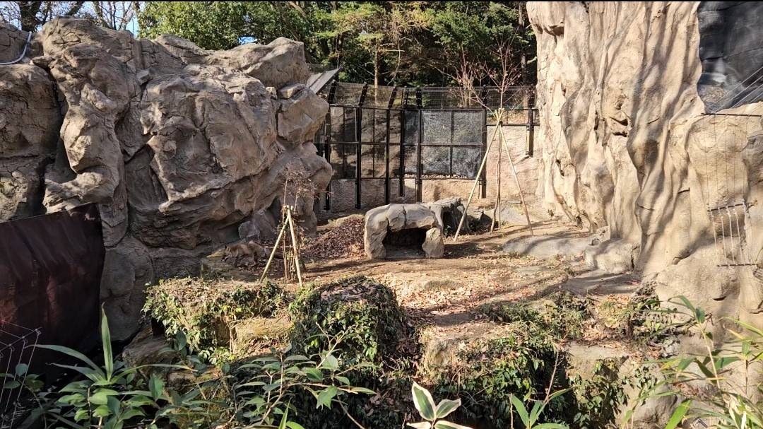 タヌキツ近況ブログ♪5|飼育日誌｜ブログ|よこはま動物園