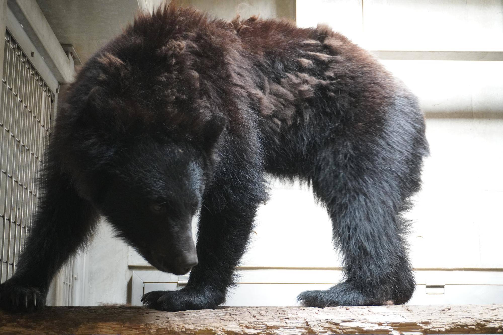 2021年7月頃の冬毛が換毛中のメリー