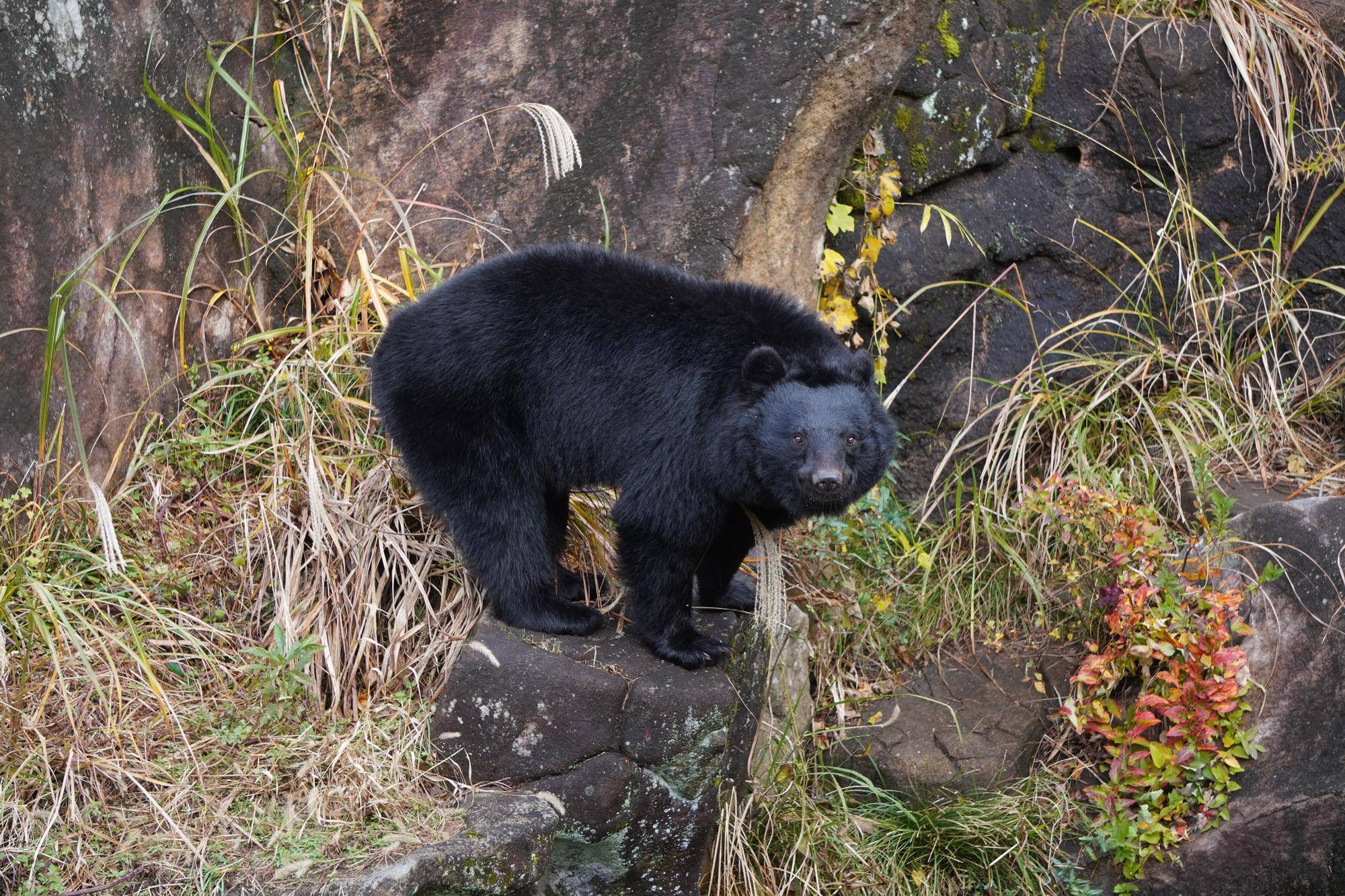 展示場にいるメリー