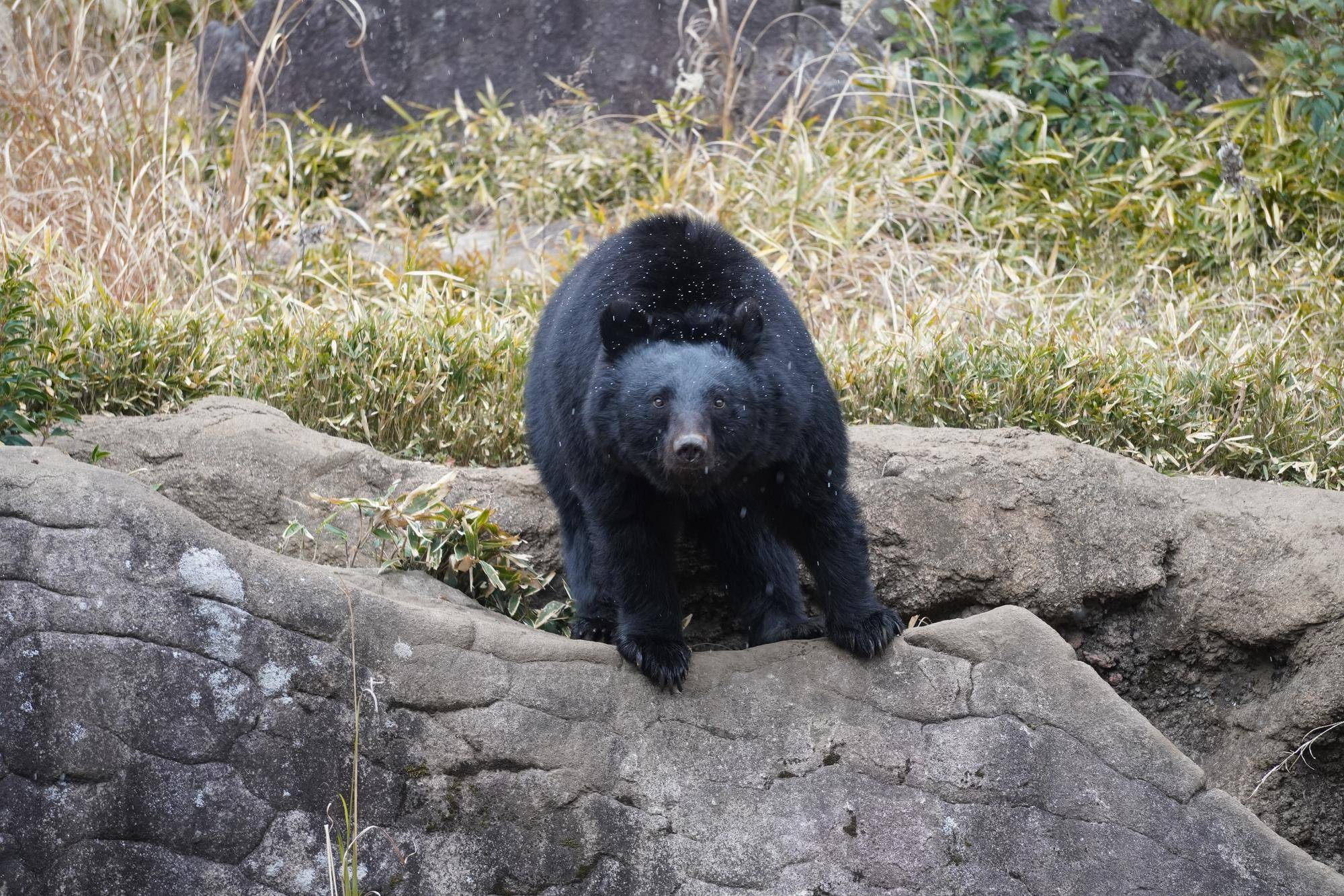 雪が降っている日のメリー
