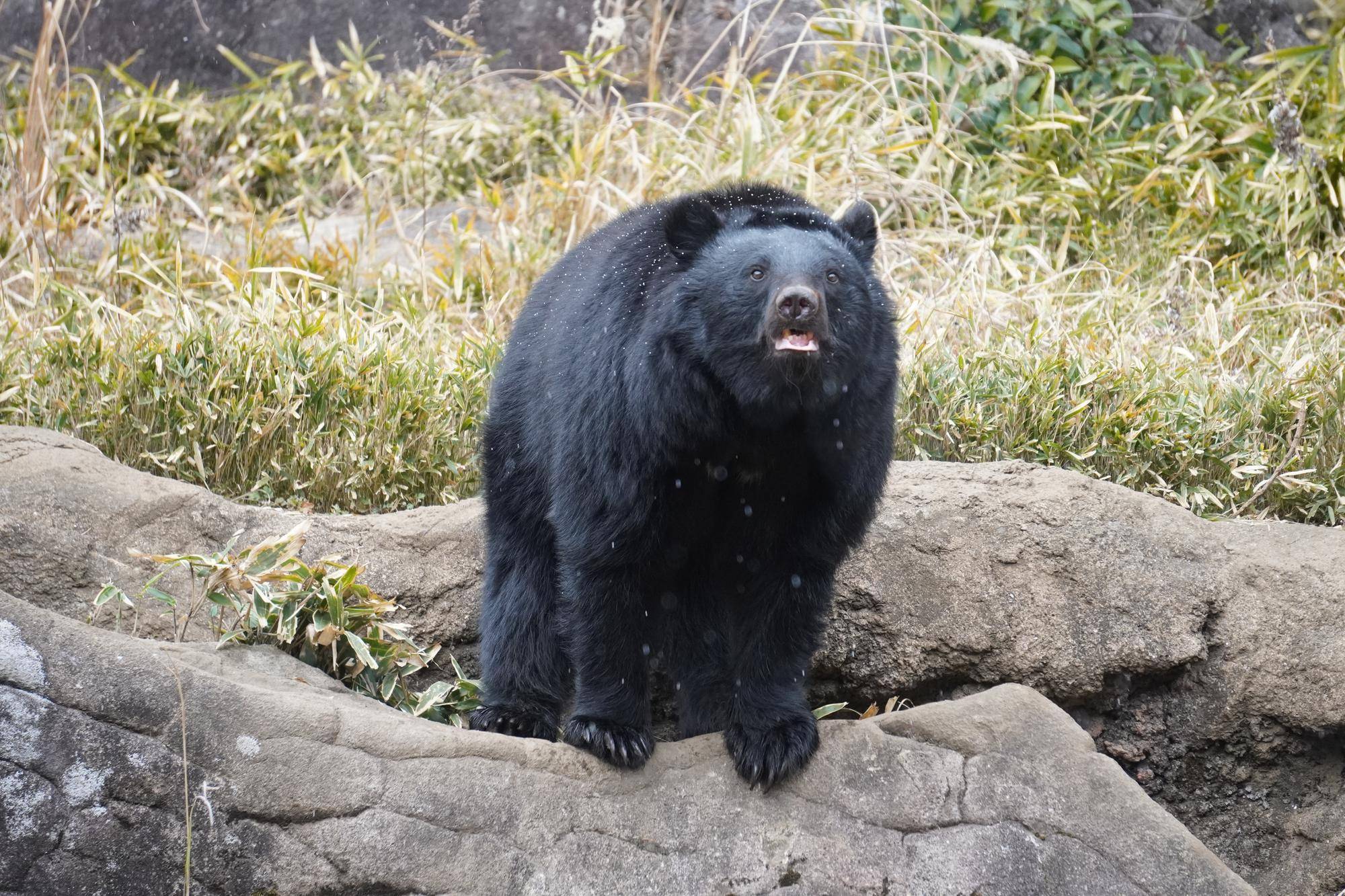 雪の日のメリー