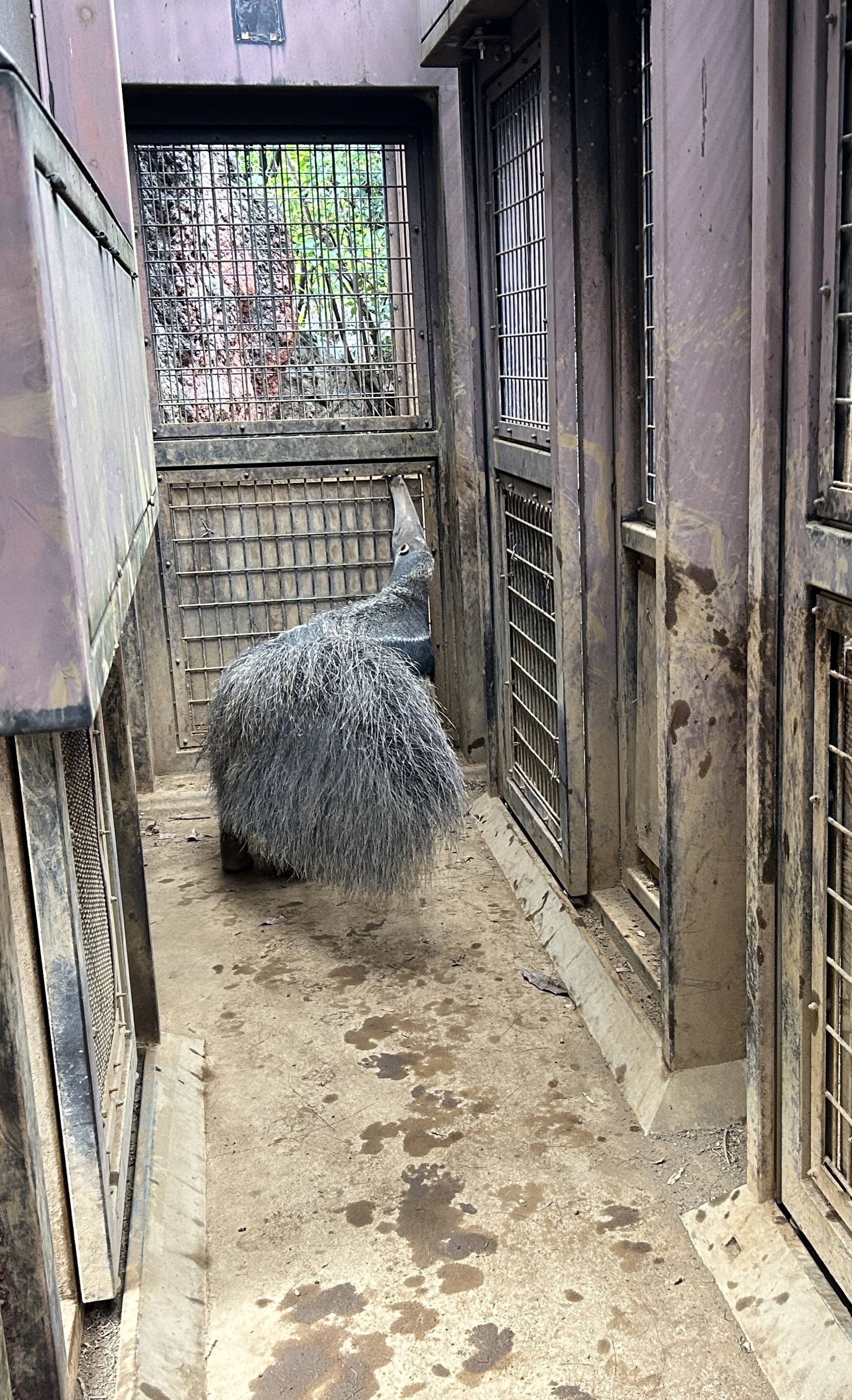 とにかくアモが気になるサエ