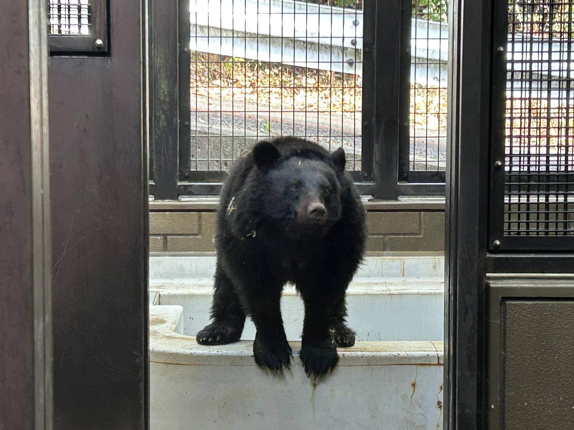 サブにいるメリー