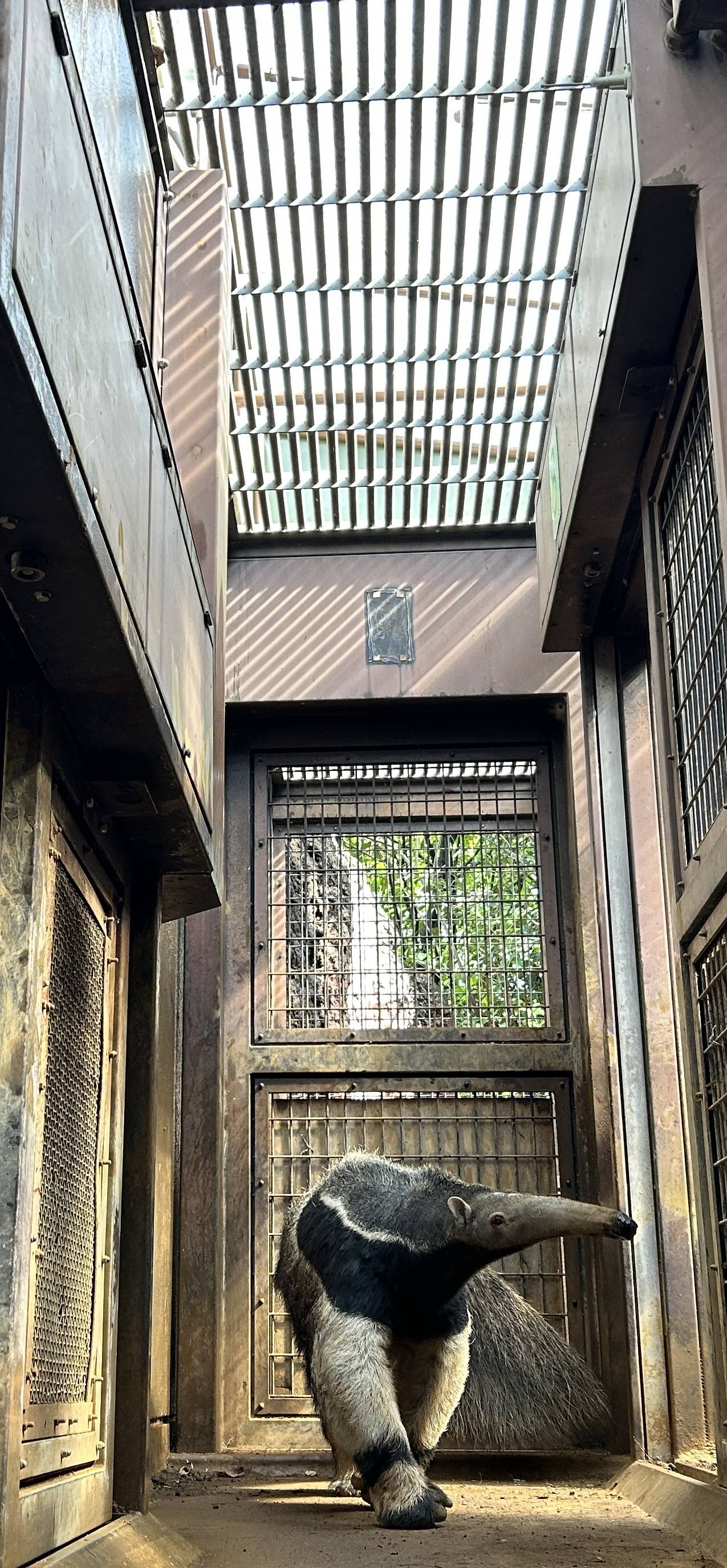 雨除け下のオレオ