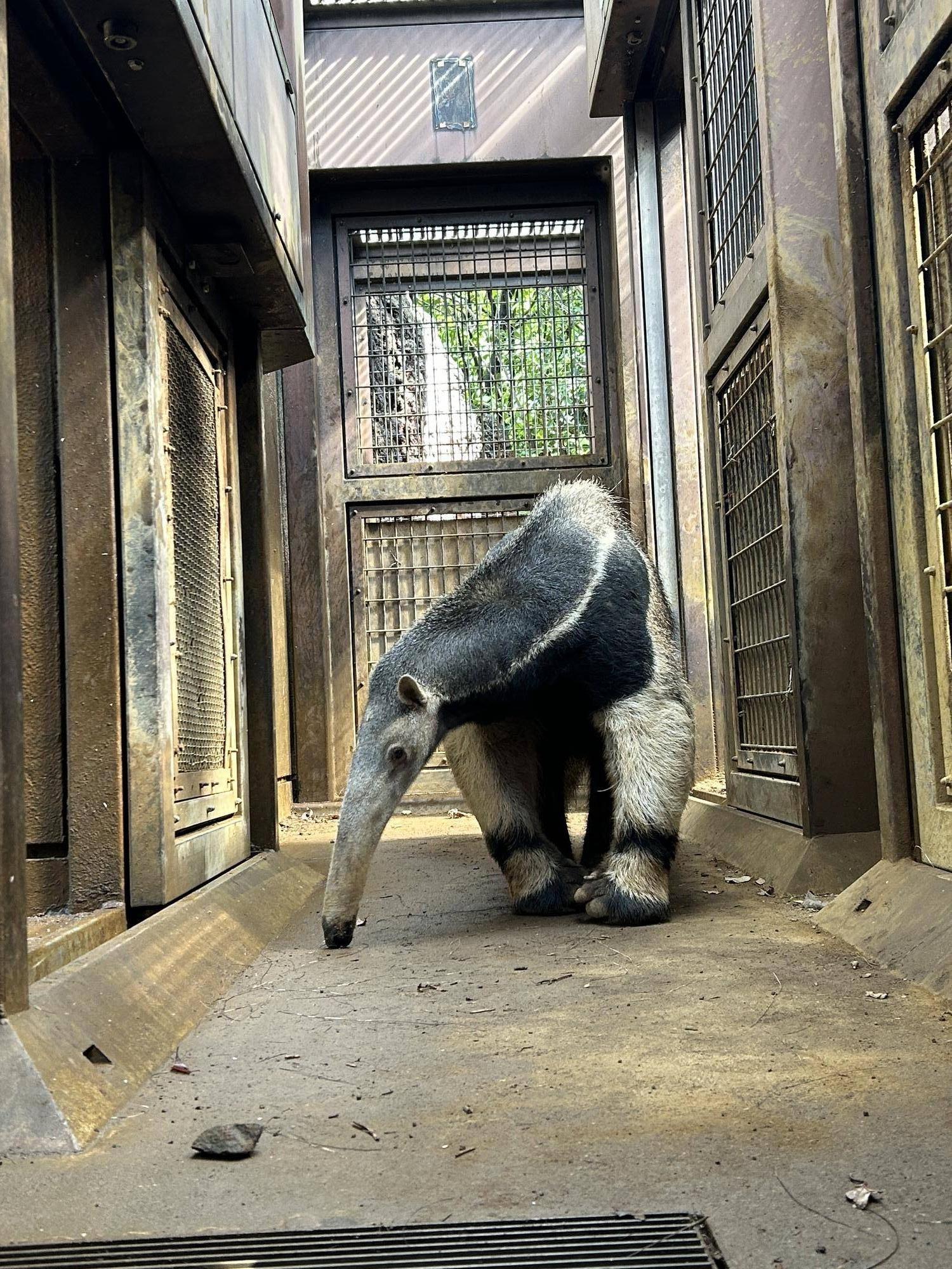 床を嗅いでいるオレオ