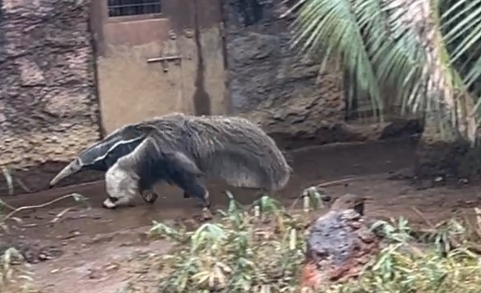展示場から部屋の方向へ走るオレオ