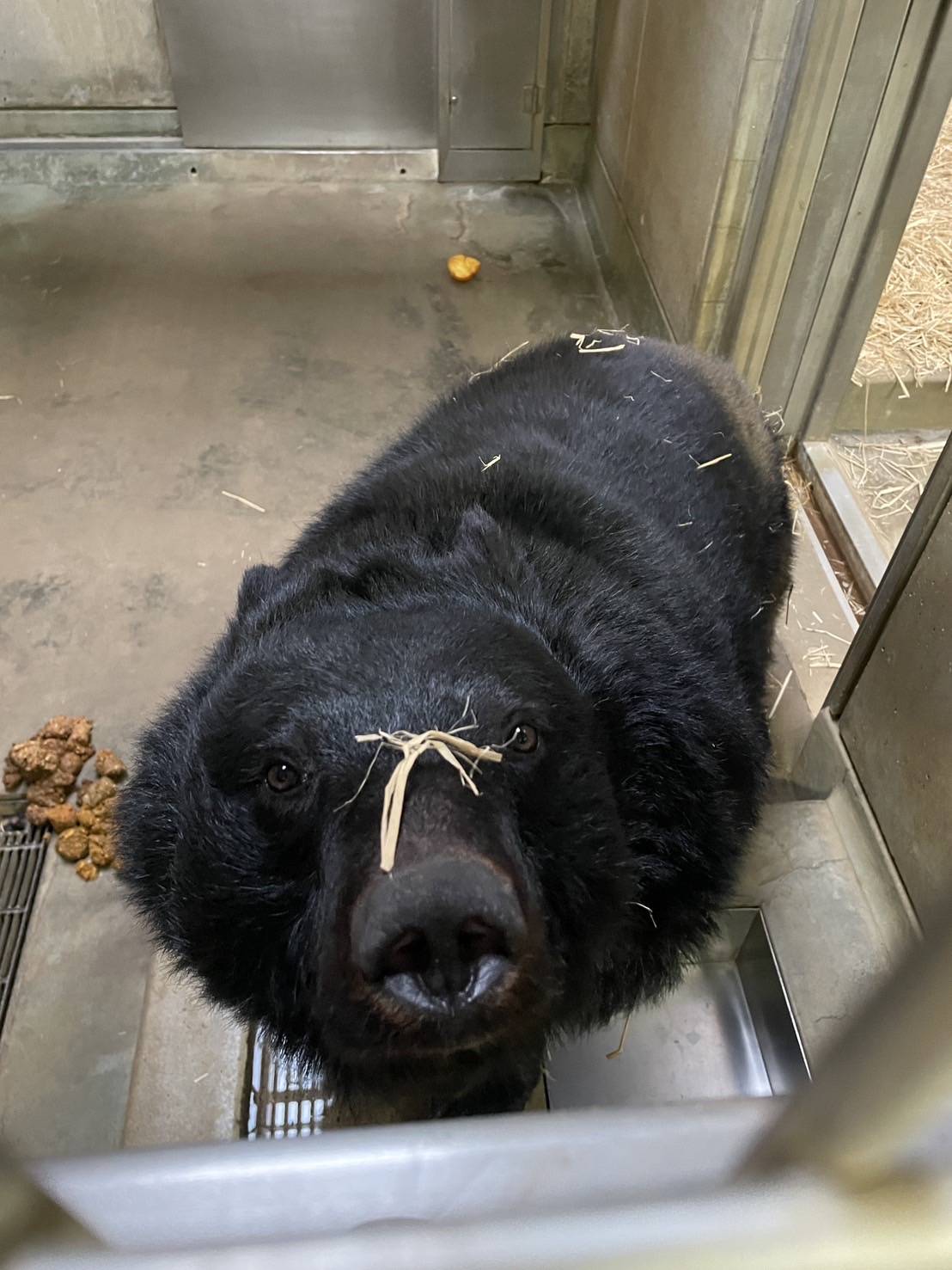 顔にわらがついているメリー