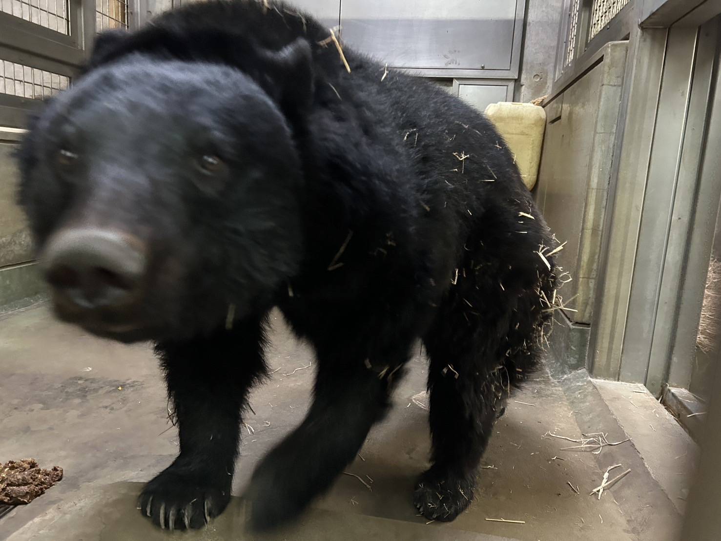 体にわらがついているメリー