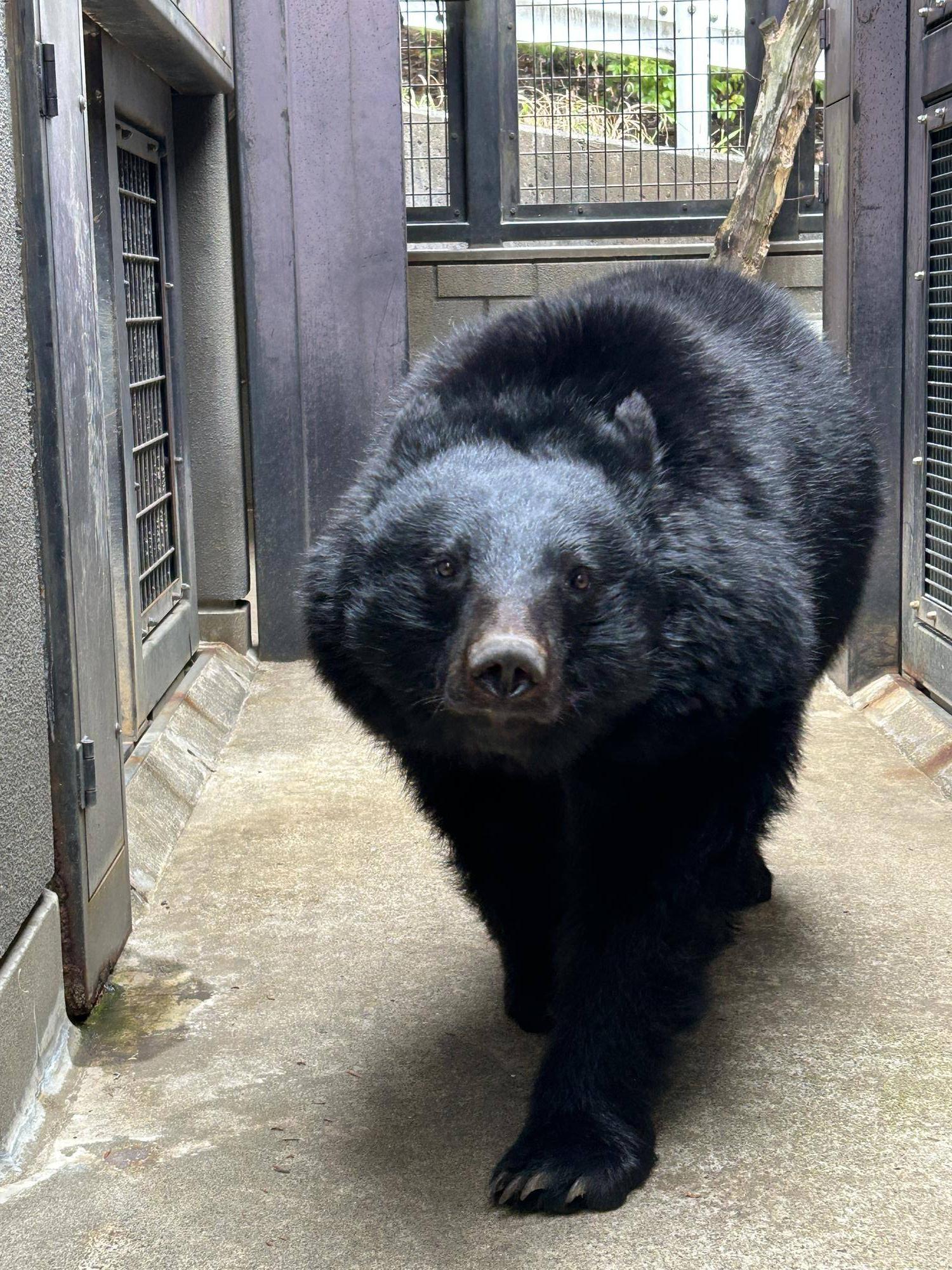 シュートにいるメリー