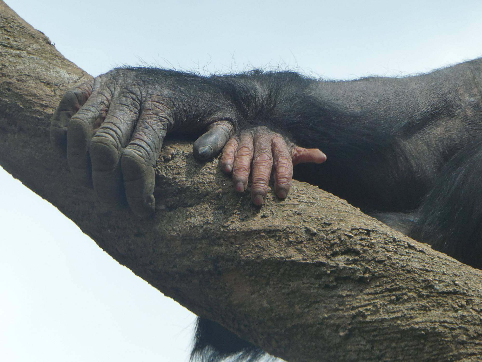 チンパンジーのハル(メス)の大きな手とコサチ(メス)の小さな手.jpg