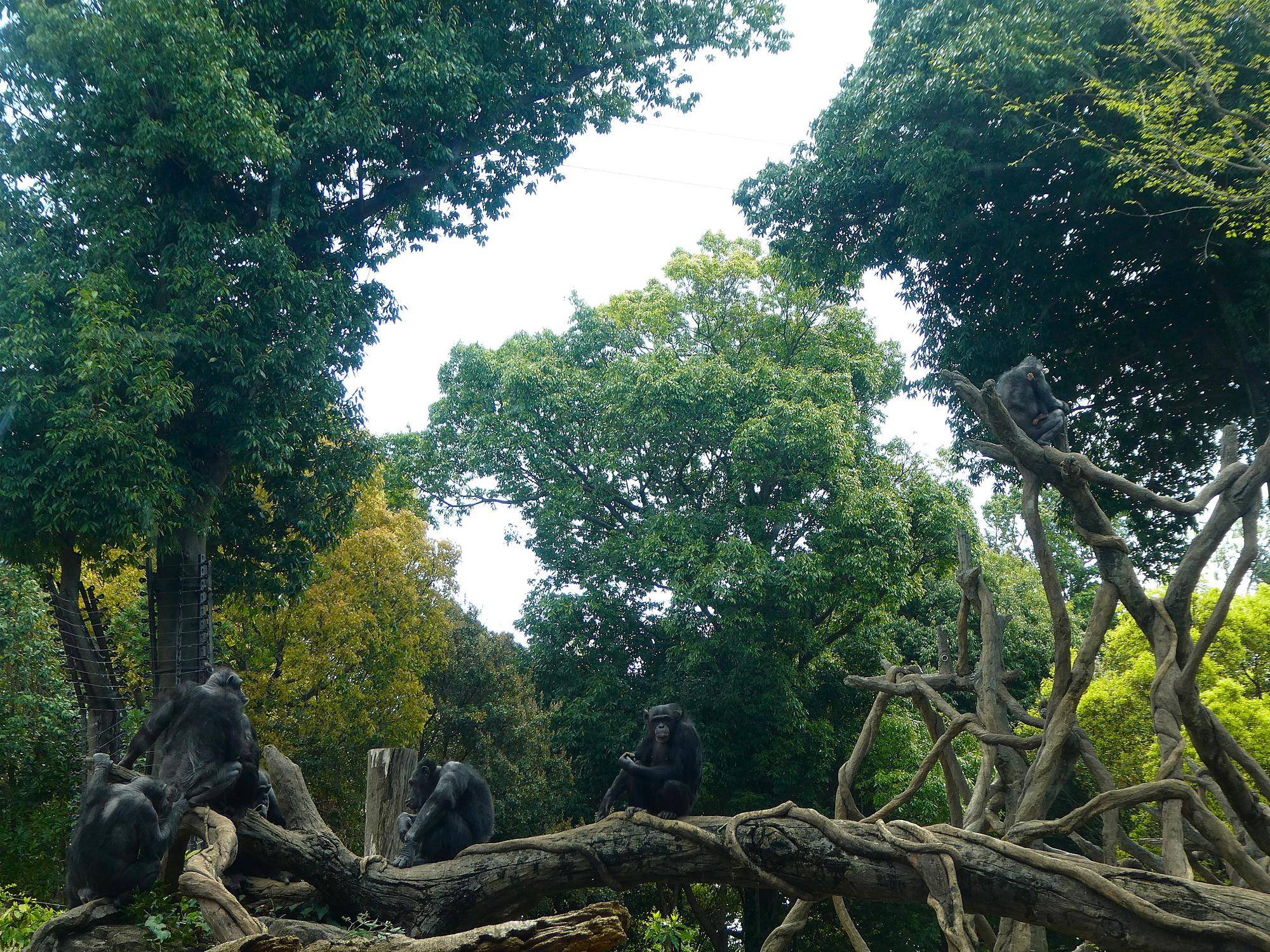 新緑に囲まれるチンパンジー展示場.jpg