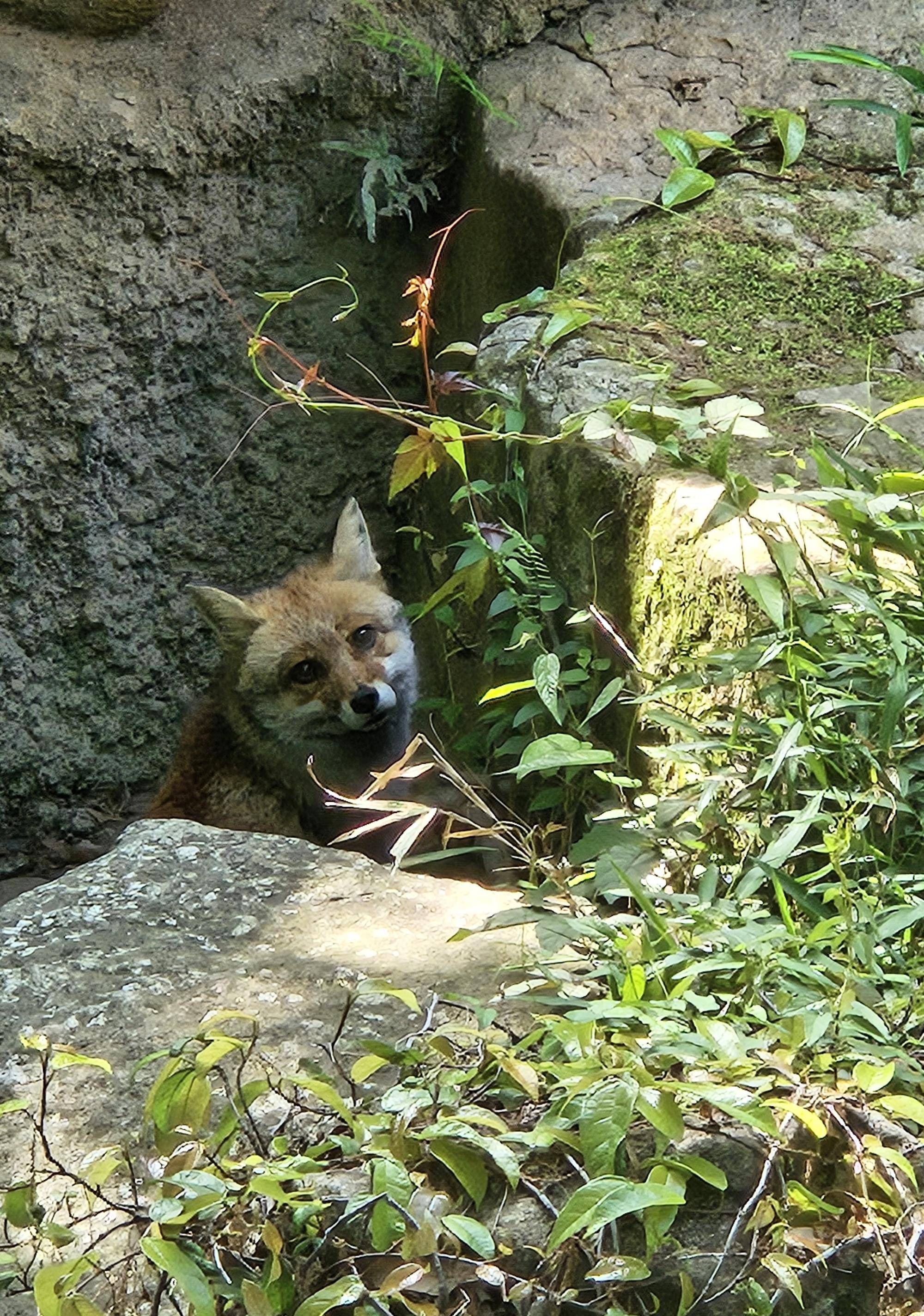 岩の下に隠れているホンドギツネのカズオ(オス).jpg