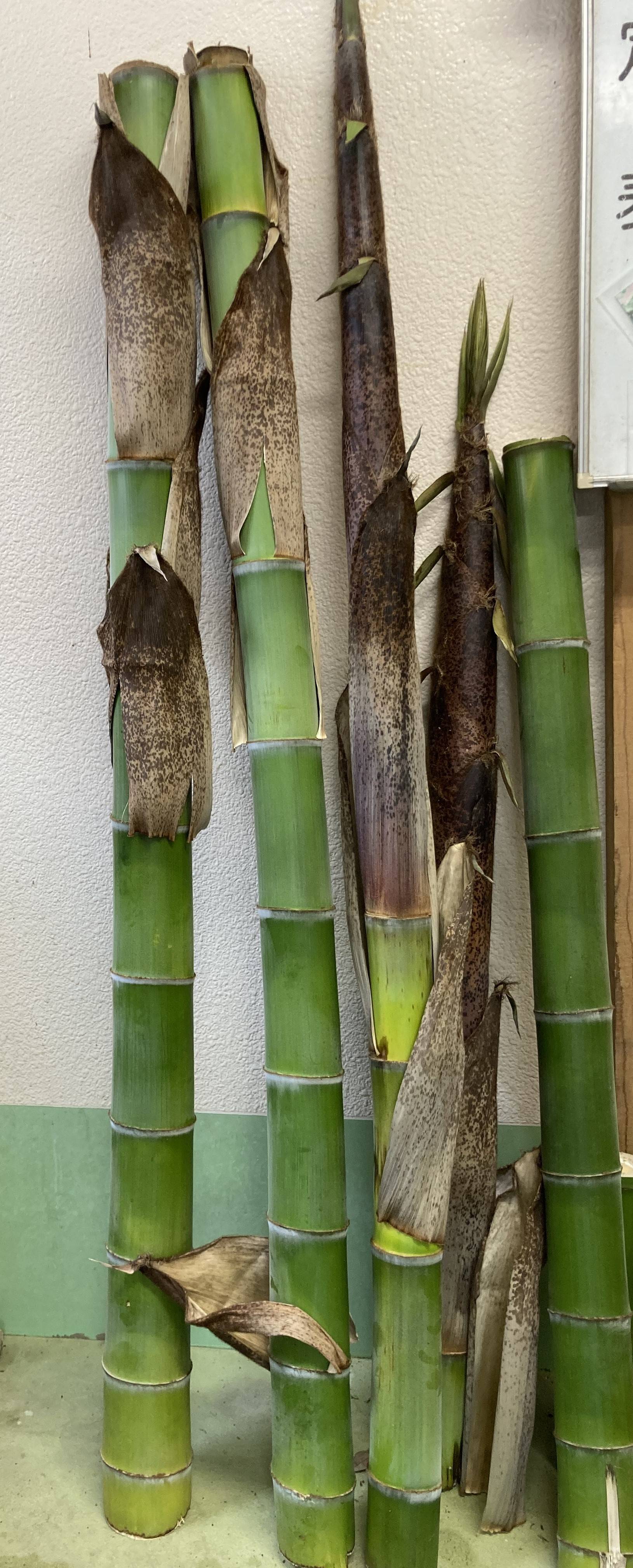立派なタケノコ.jpg