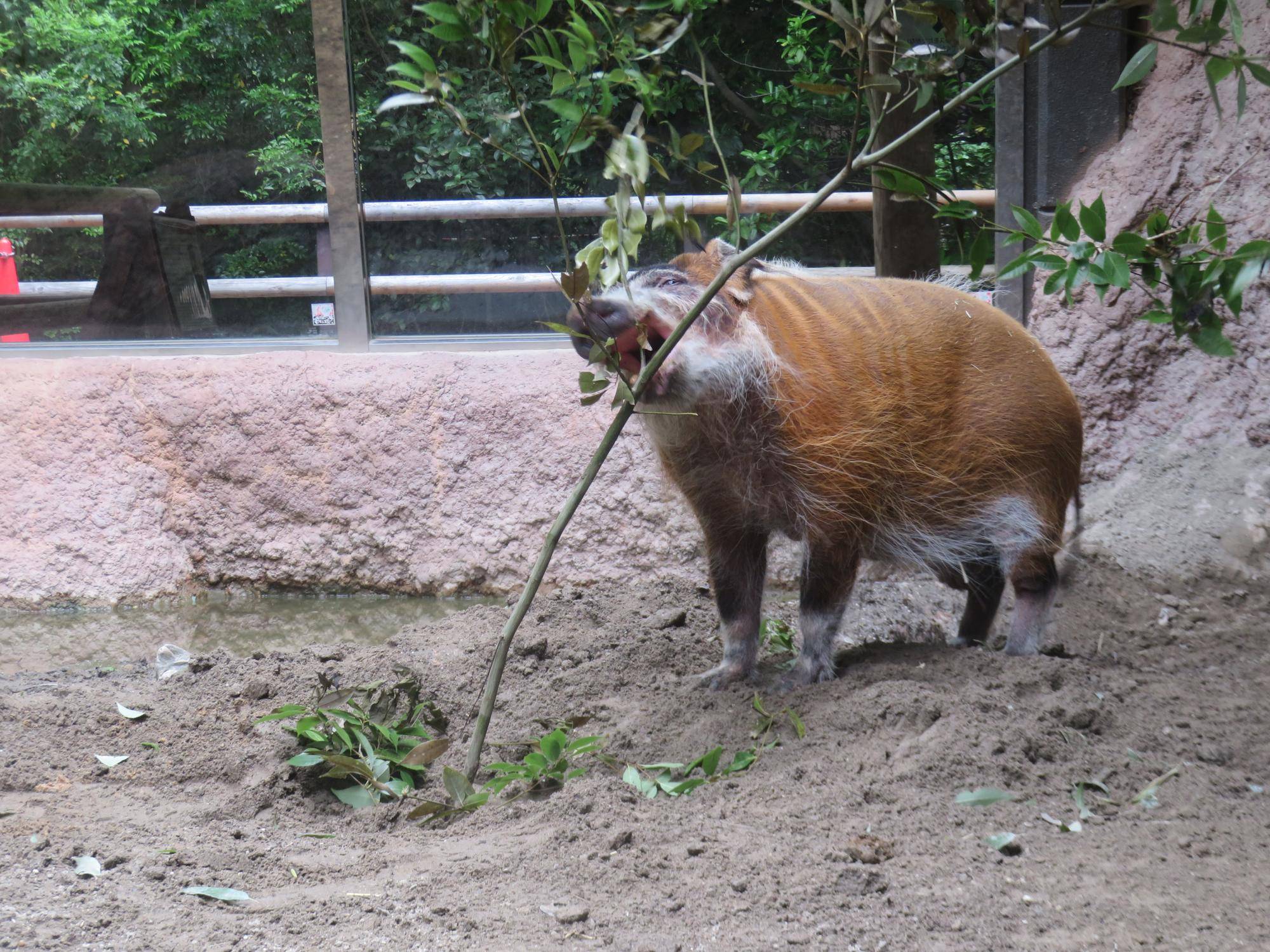 シラカシ カスミ.jpg