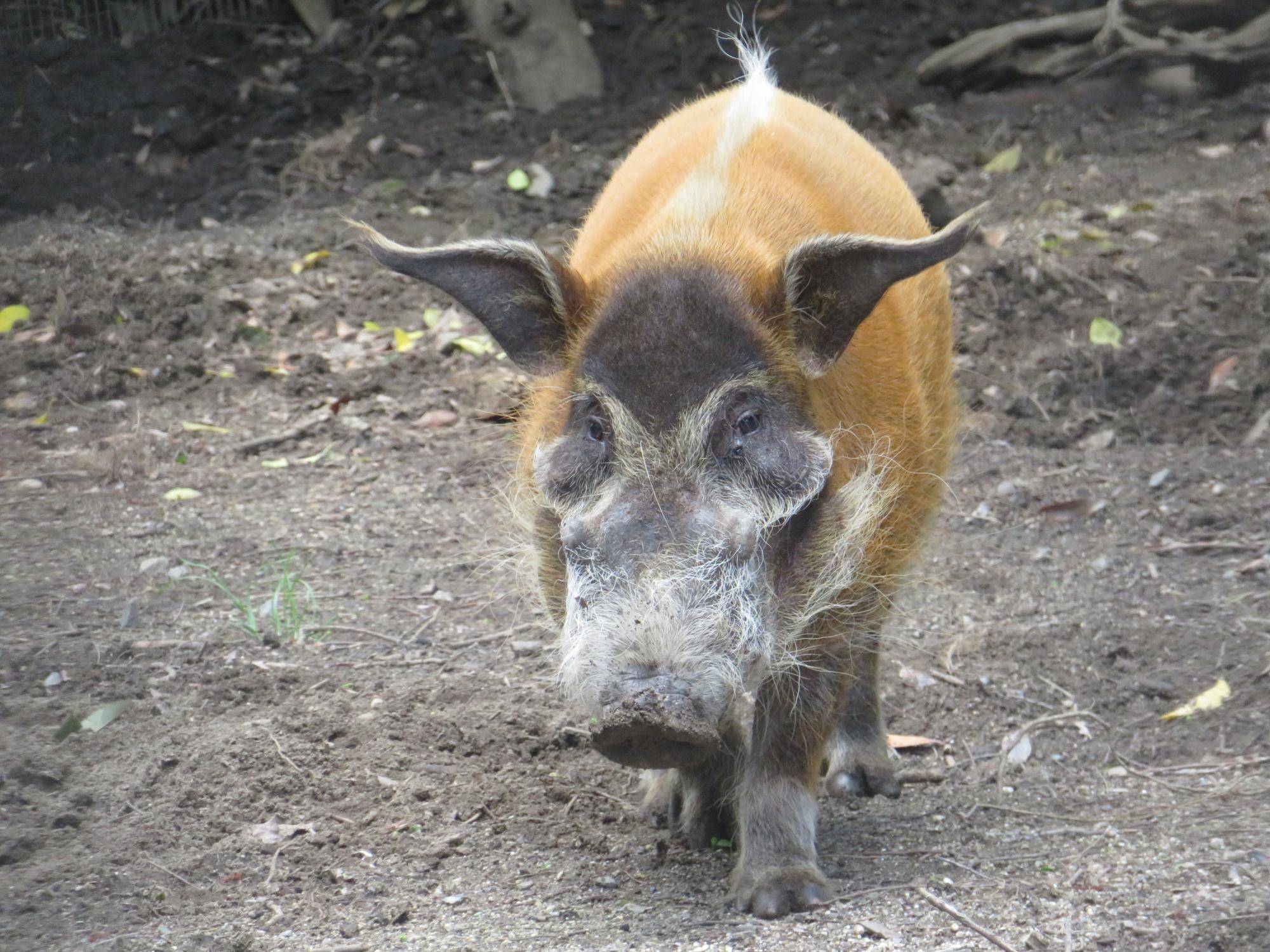 アカカワイノシシ キリ.jpg