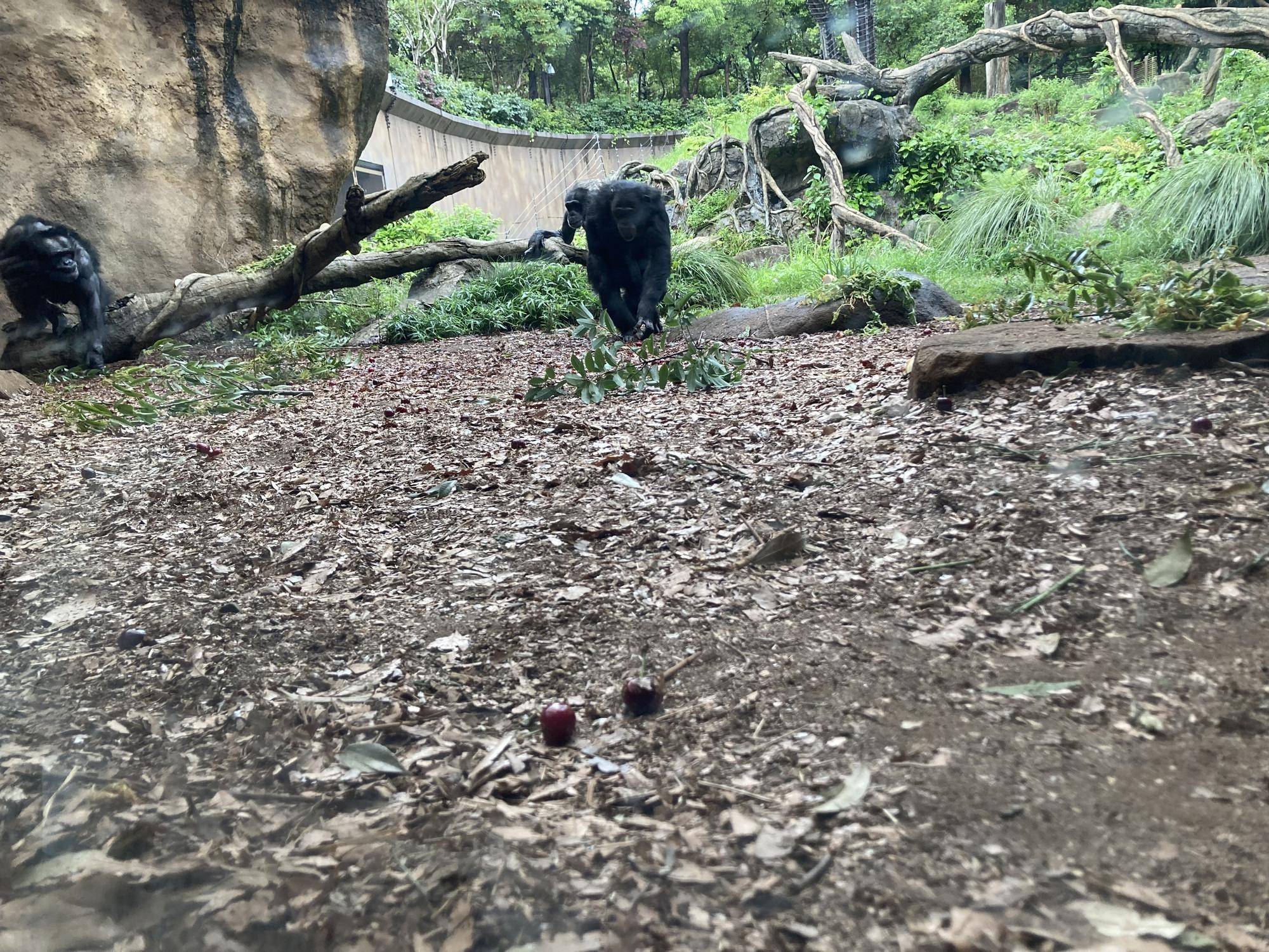 ぞくぞくとチンパンジーが出てきます.jpg