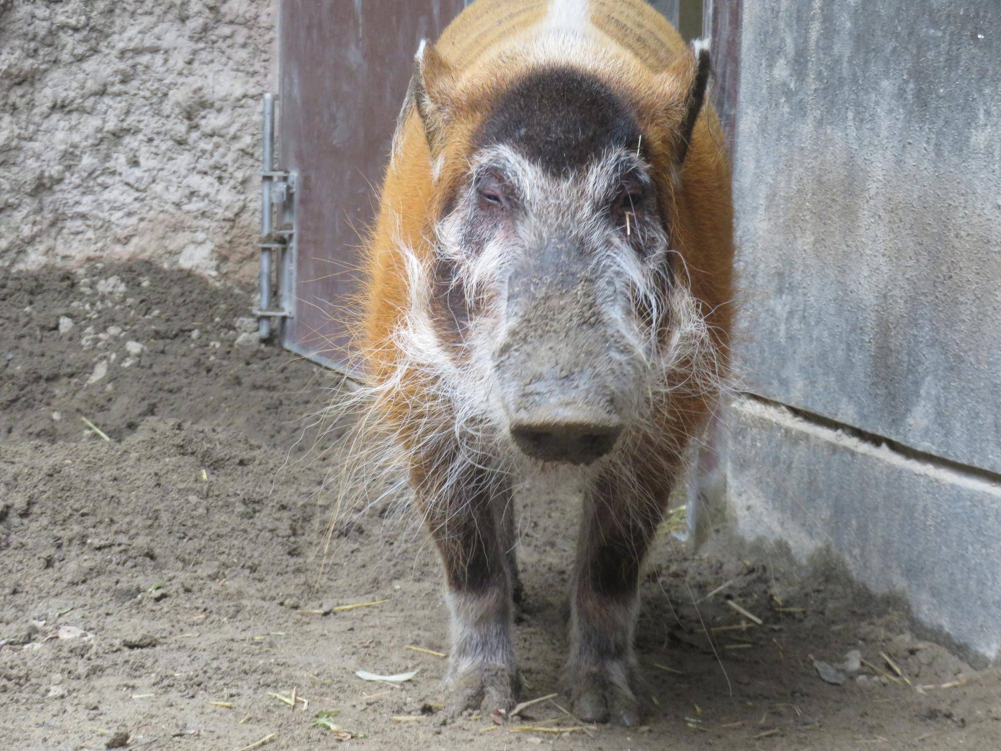 アカカワイノシシ カスミ.jpg