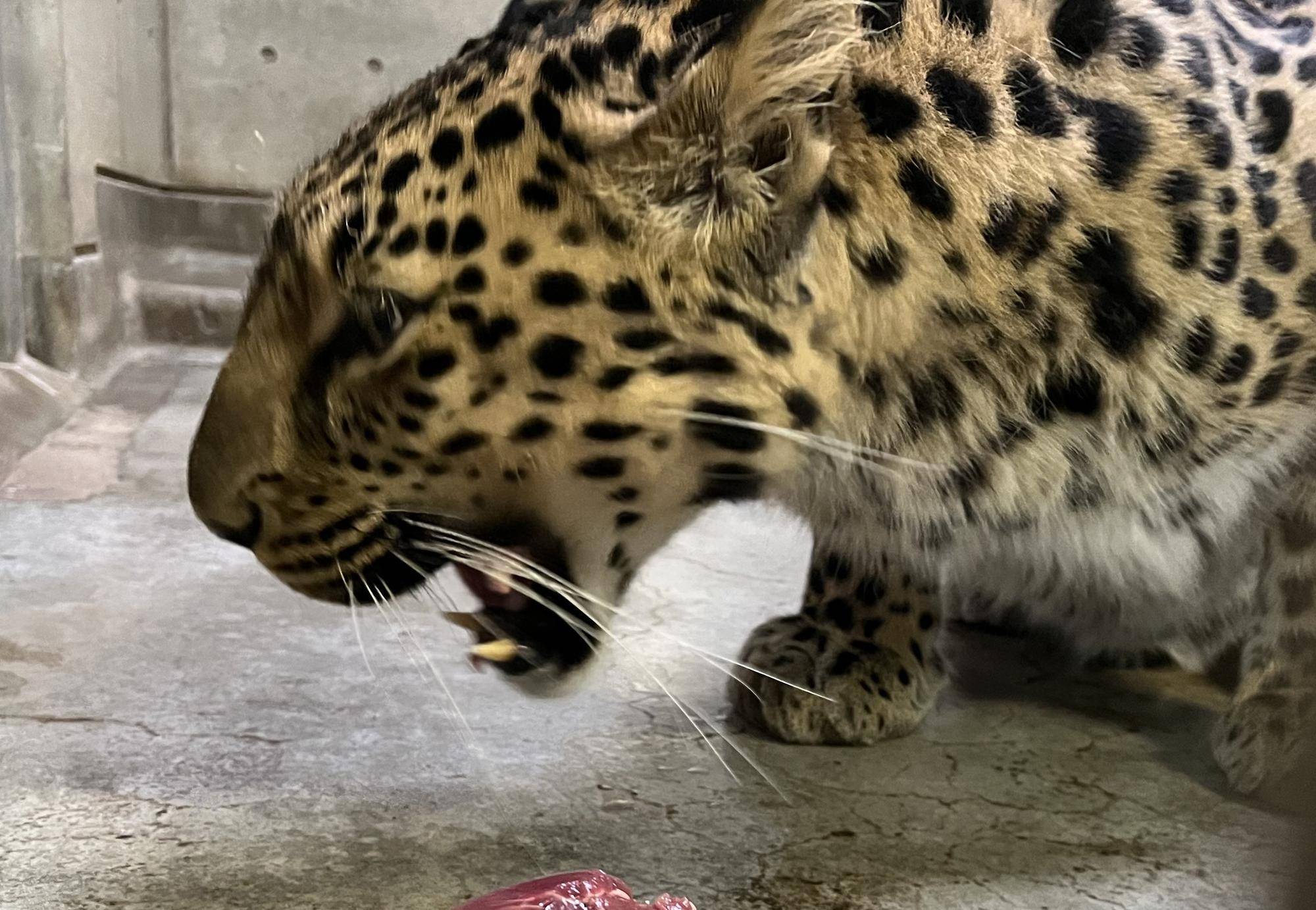 餌を食べているアムールヒョウのトライ(オス).jpg