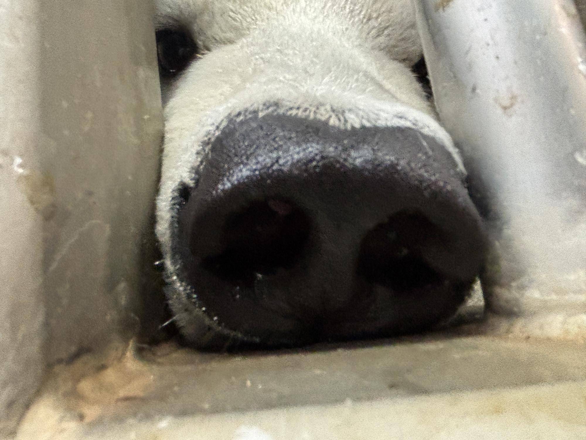 ズーラシアの1ショットブログ リクエスト編 その6|飼育日誌