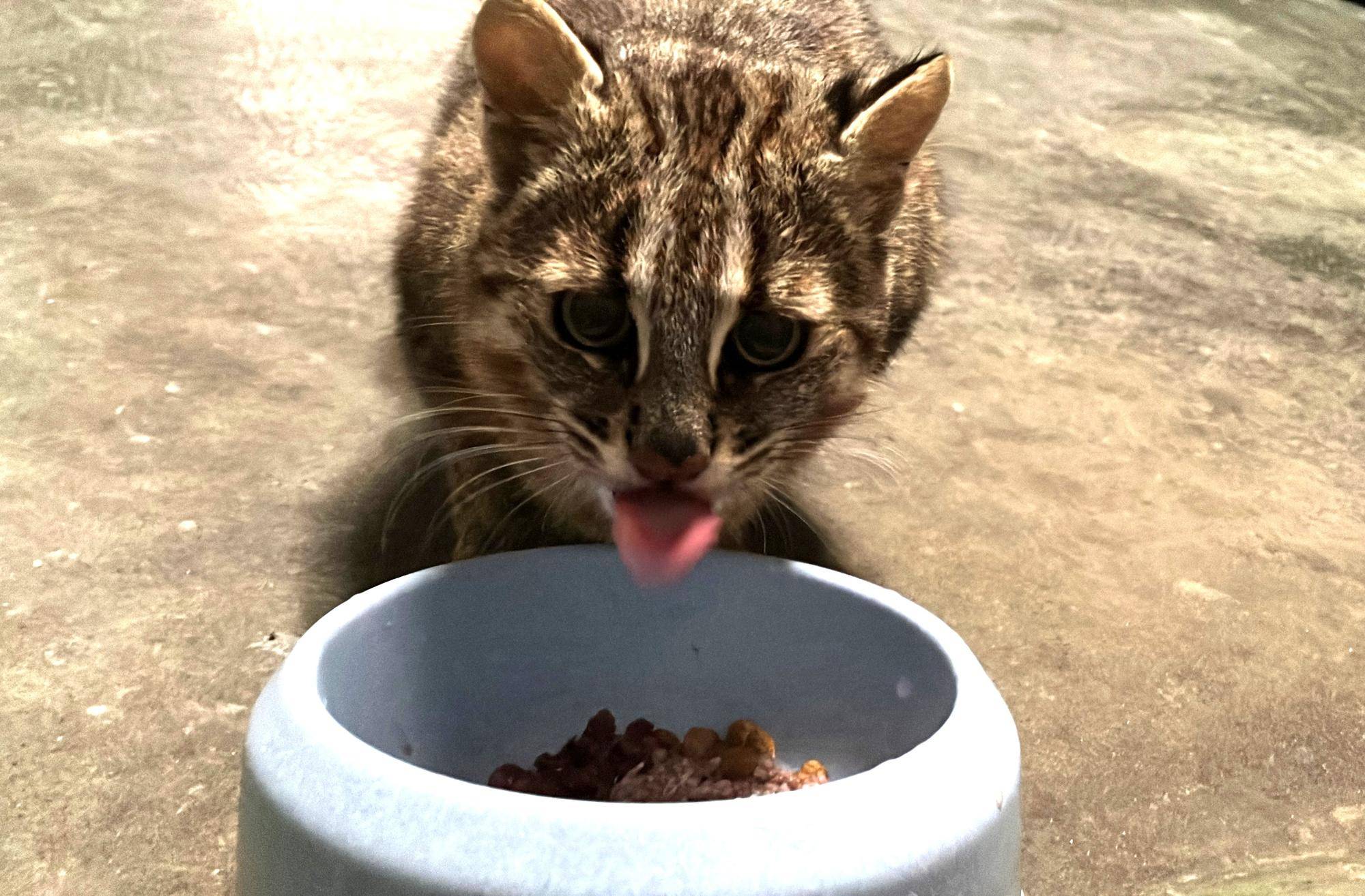 餌を食べているツシマヤマネコのマミ（メス）.jpg