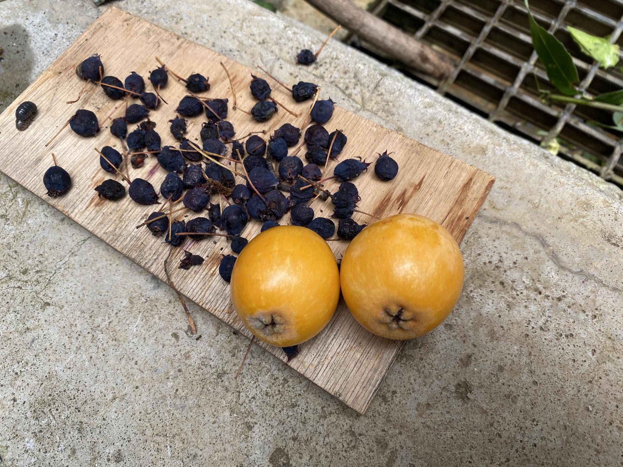 ジューンベリーとビワ.jpeg