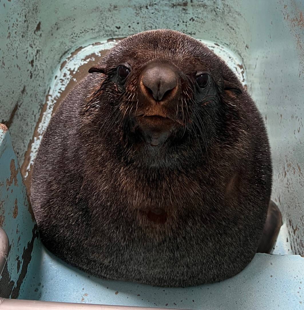 全身が乾いてふさふさしてるミナミアフリカオットセイのイト（オス）.jpeg