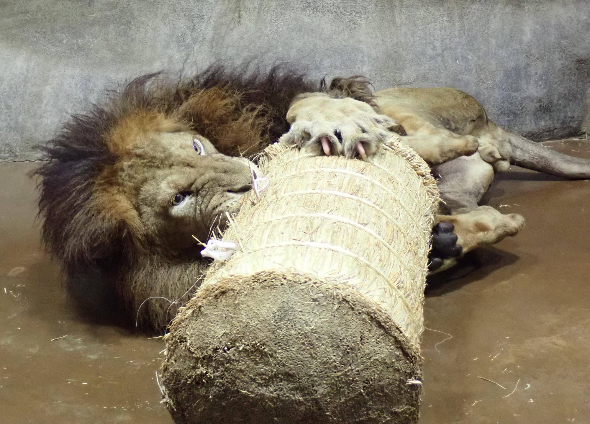 巻き藁で遊ぶライオンのシドウ（オス）.jpg
