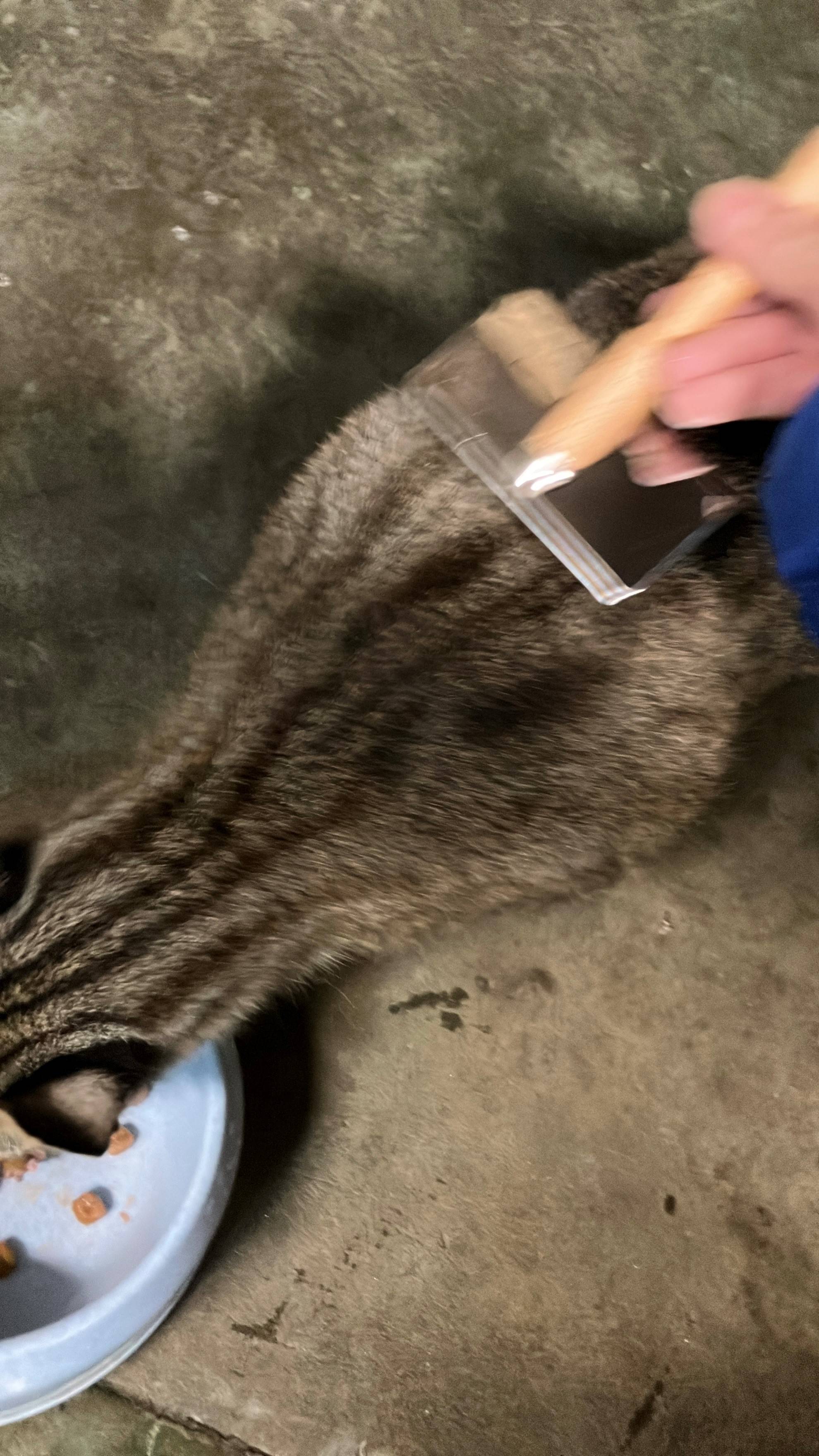 マミ ブラシ中.jpg