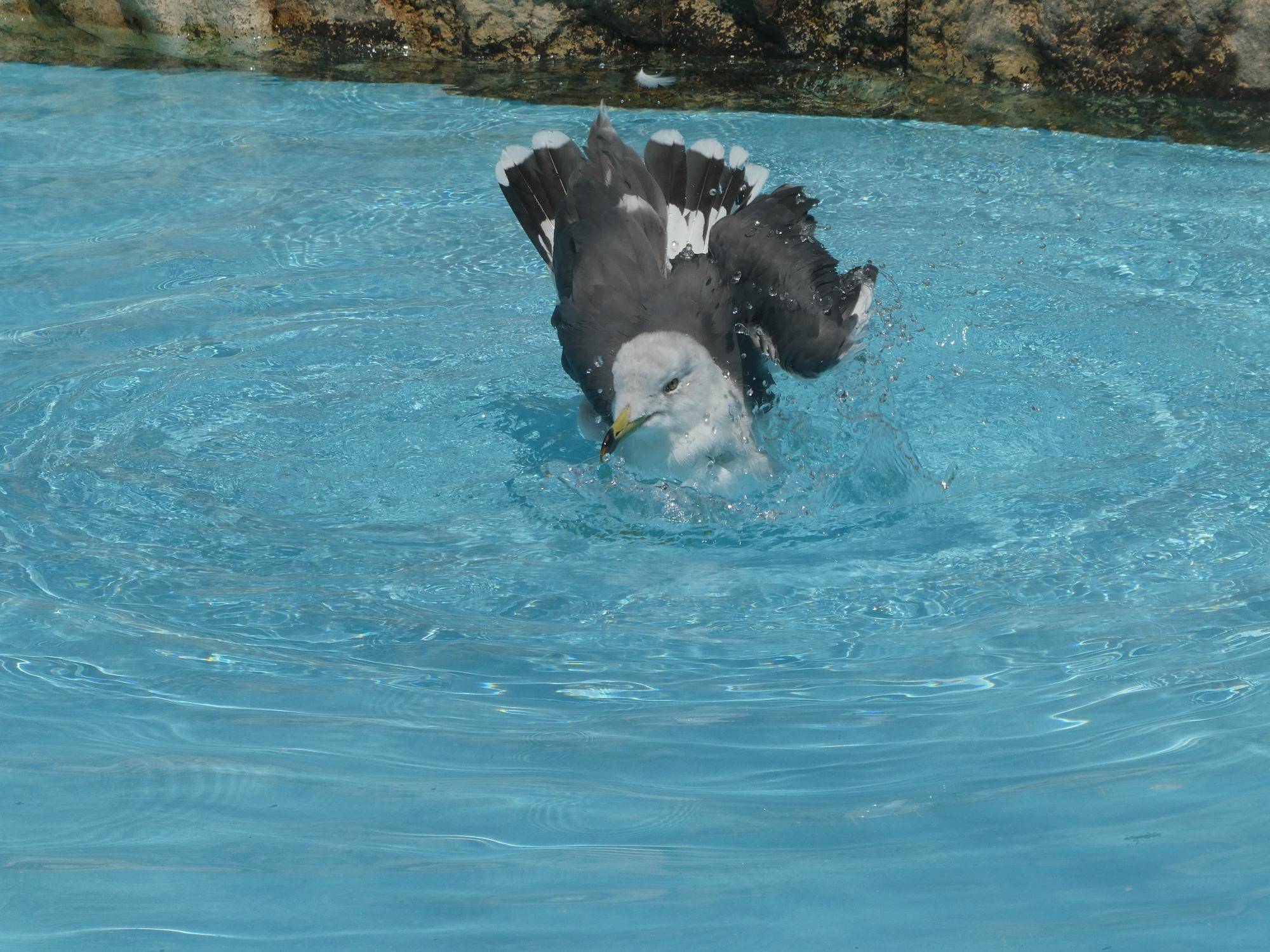 ウミネコ水浴び④.jpg