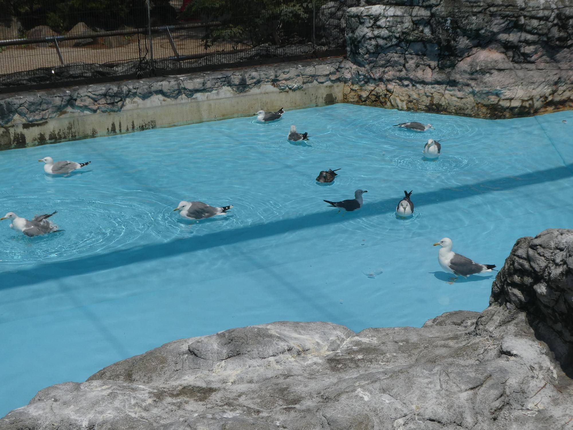 プールに集まるカモメたち.jpg