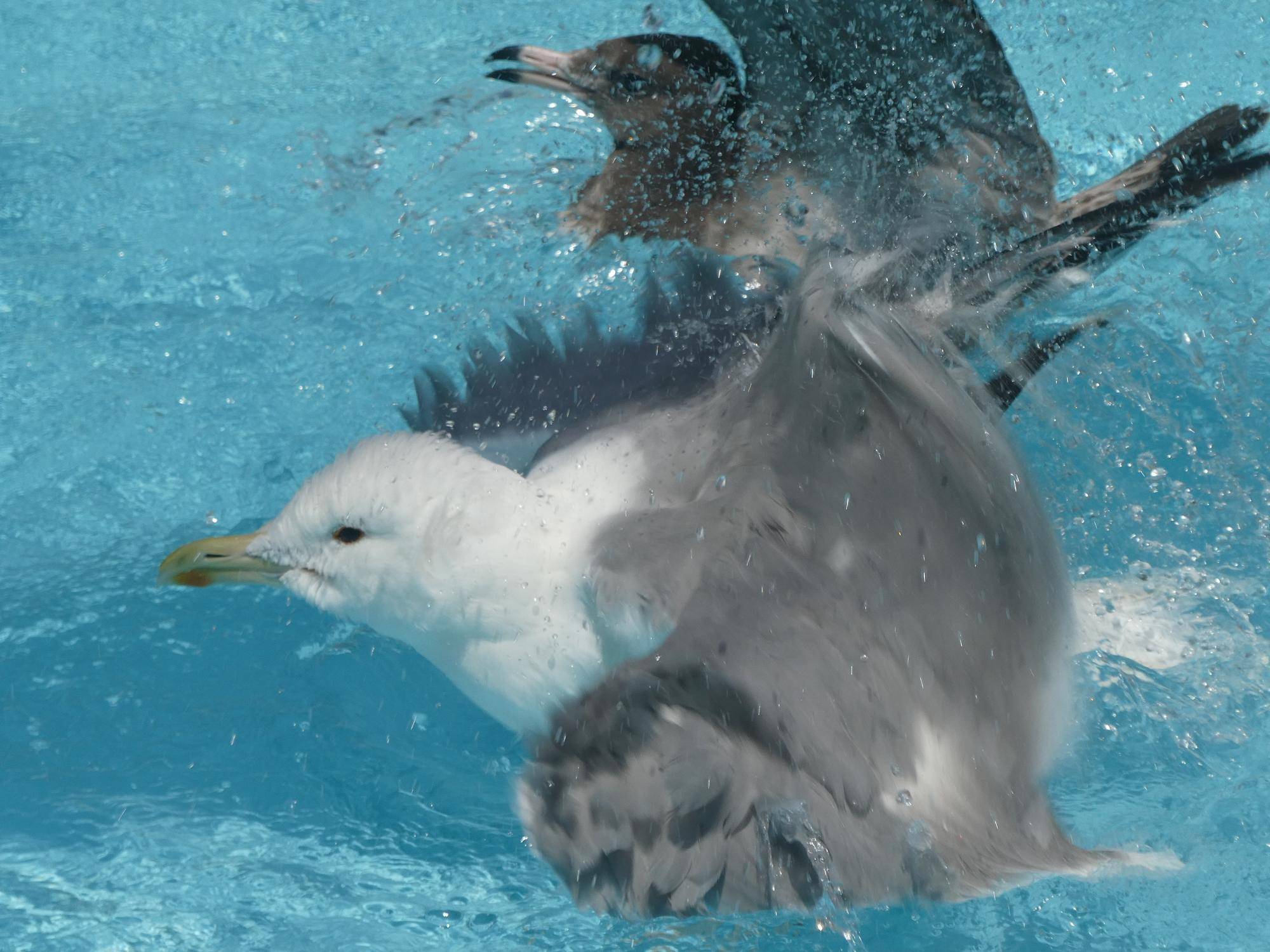 セグロカモメ水浴び④.jpg