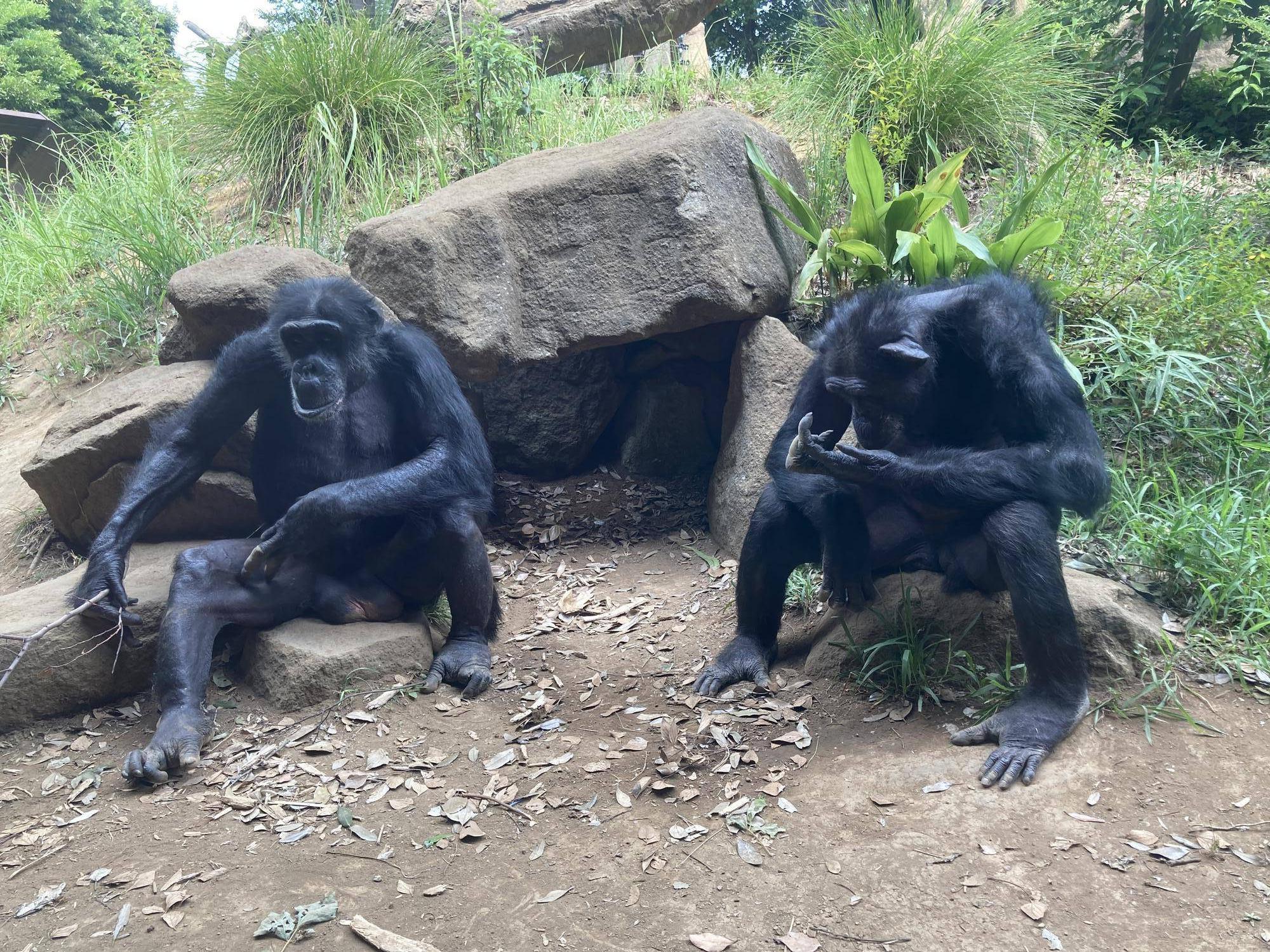 腰をかけて休むチンパンジーのケンジ(オス左)とアラレ(メス右).jpg