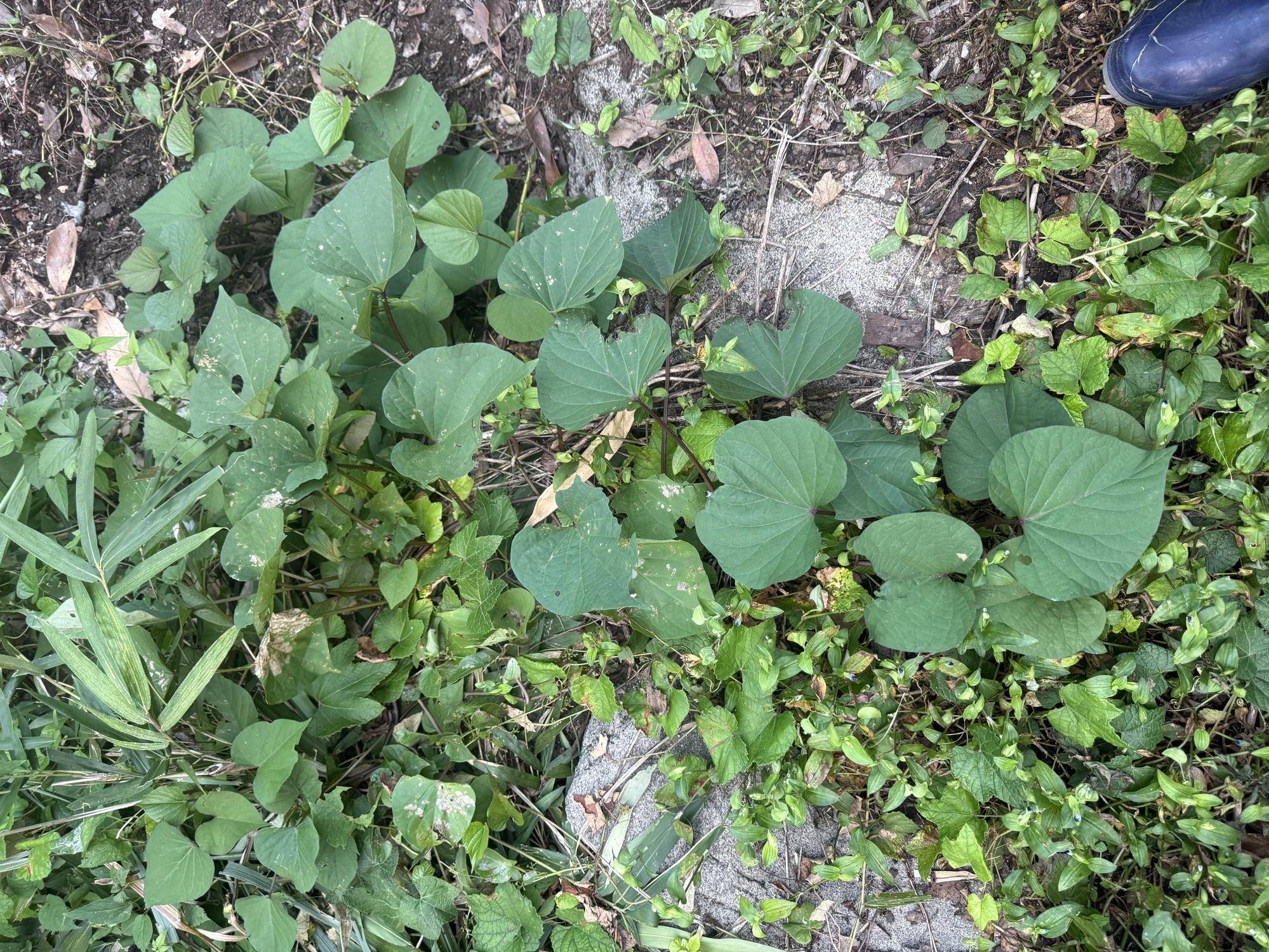 写真 2025-10-09 16 44 58.jpg