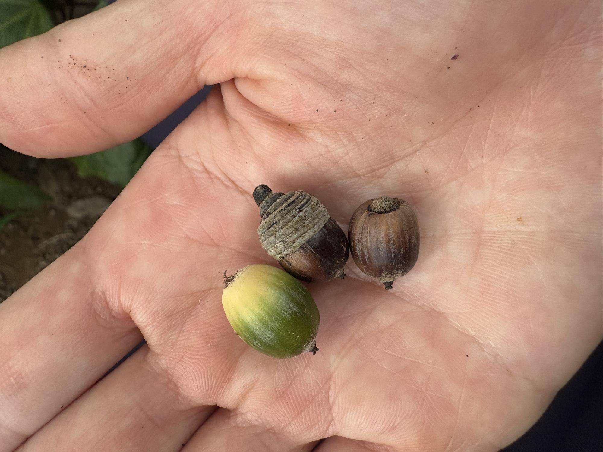 シラカシのどんぐり.jpg