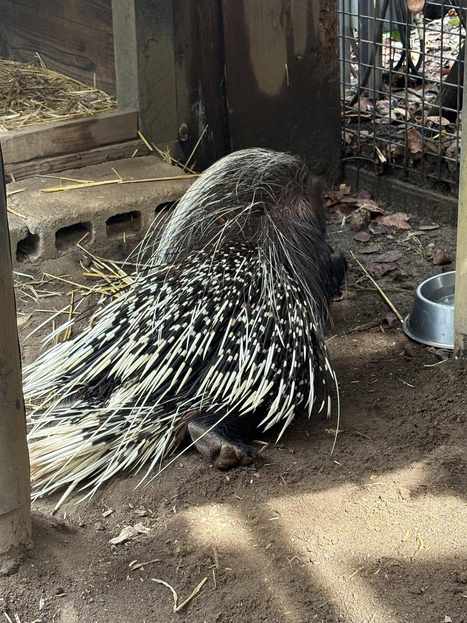 リラックスして餌を食べるヤマアラシのネイロ(オス).jpg