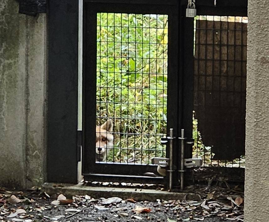 タヌキツ近況ブログ♪10-5(隠れているカズオ).jpg