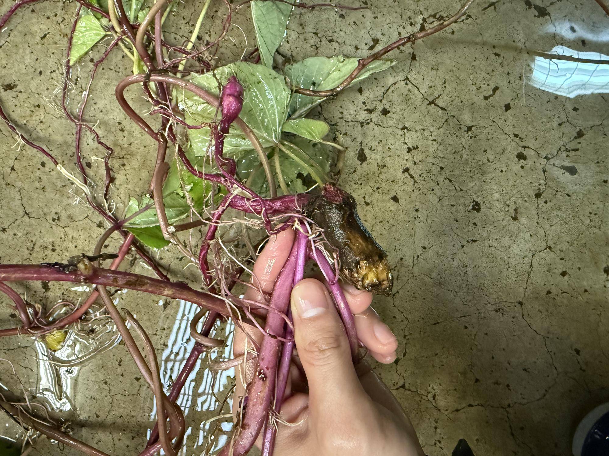 写真 2025-12-03 9 38 11.jpg