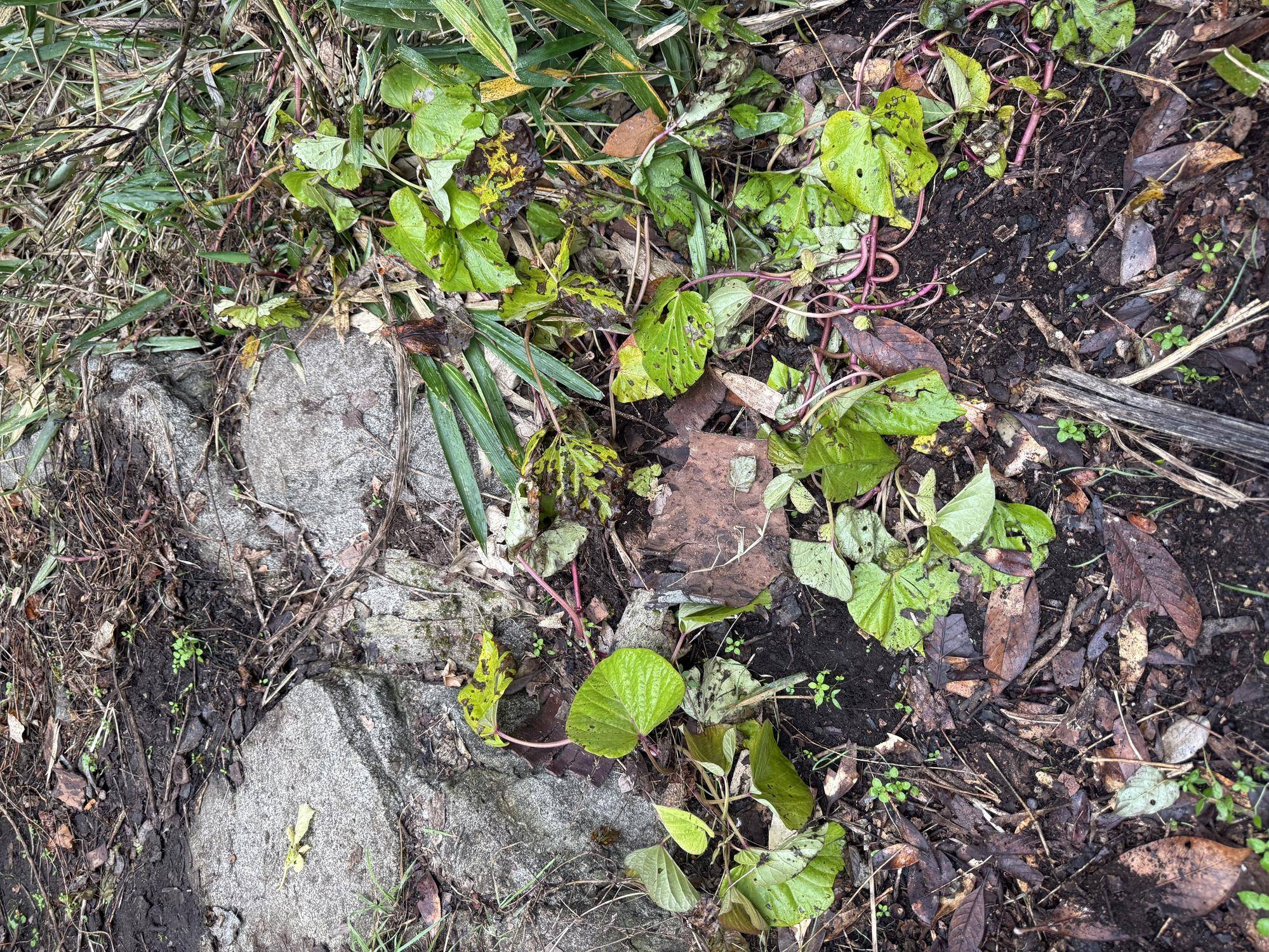 写真 2025-12-03 9 14 30.jpg