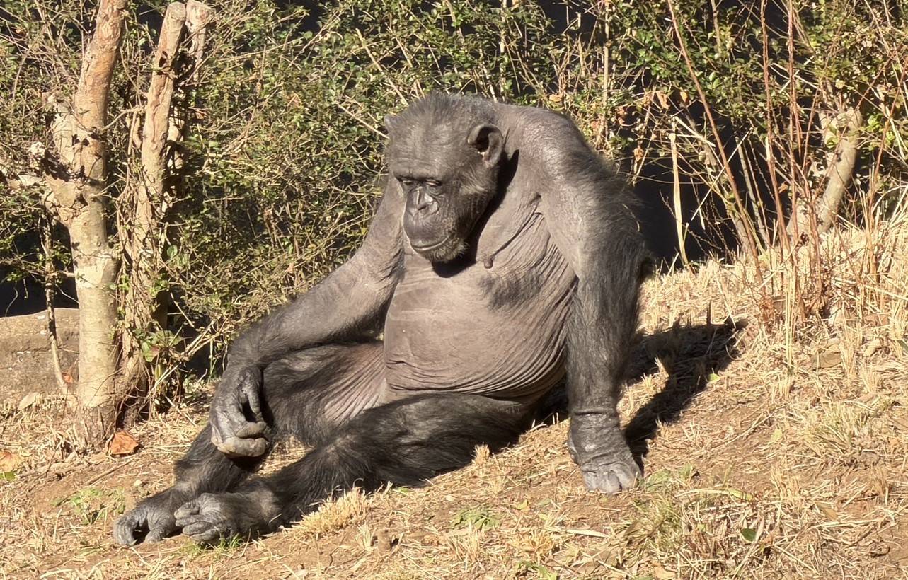哀愁漂うチンパンジーのタマエ（メス）.jpg