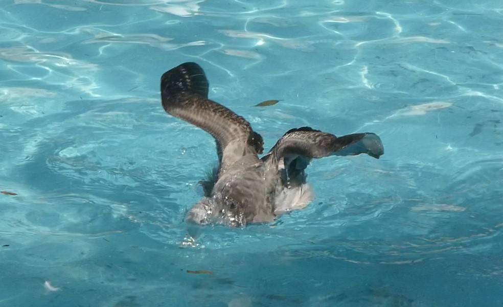 プールで遊ぶ若鳥①.jpg