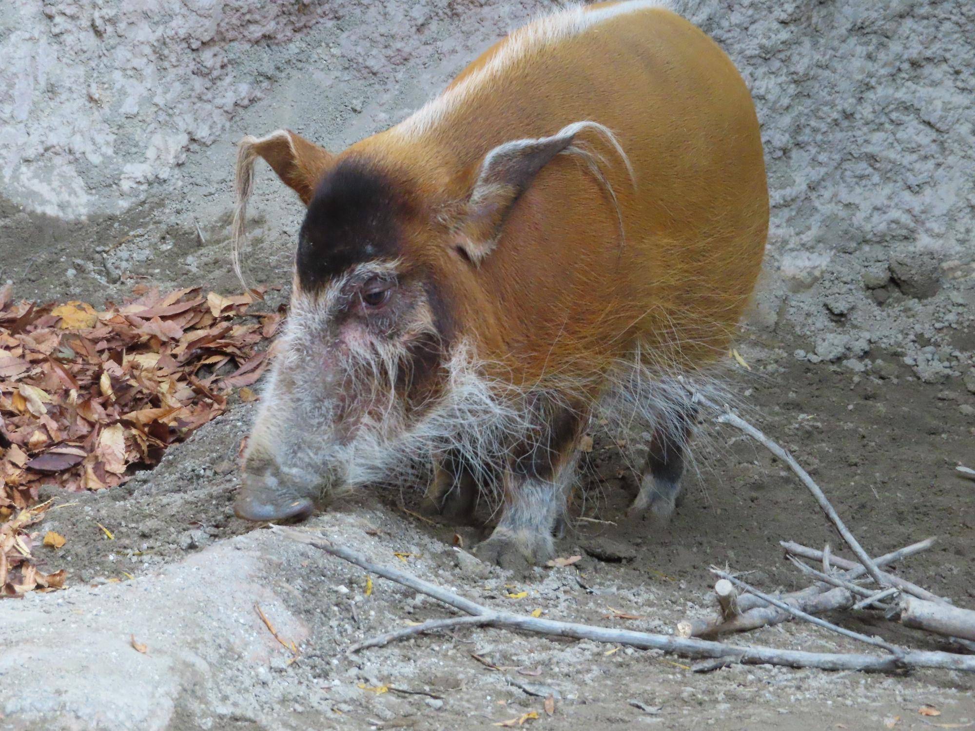 落ち葉の様子を見るかすみ.jpg