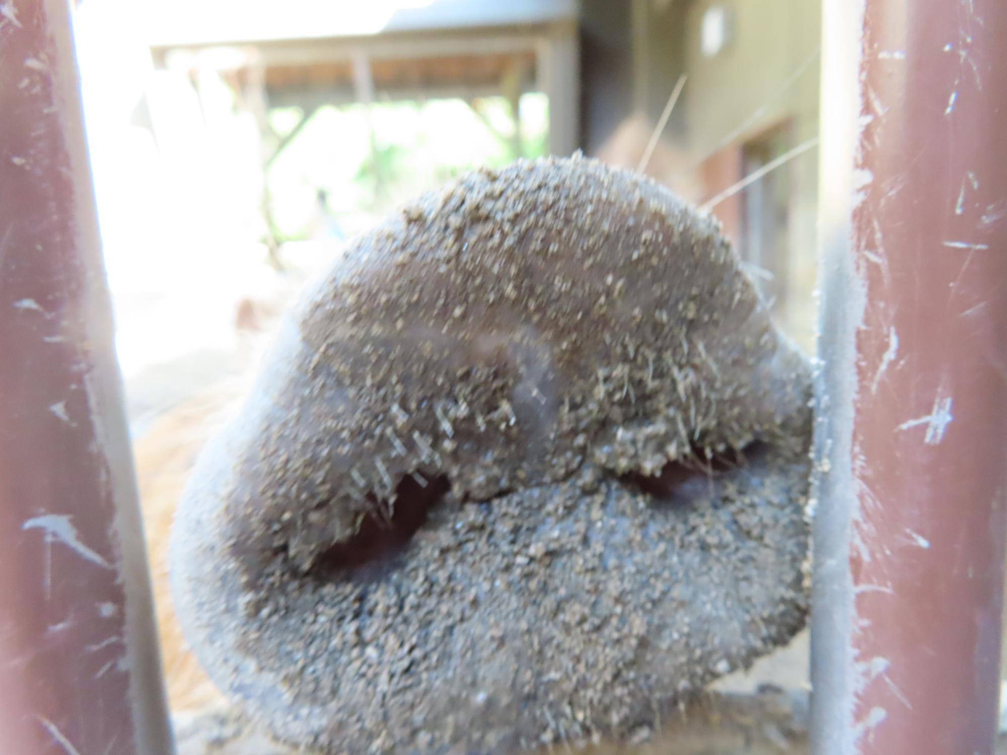 かすみの鼻.jpg