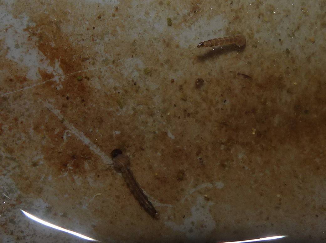 ボウフラ.jpg